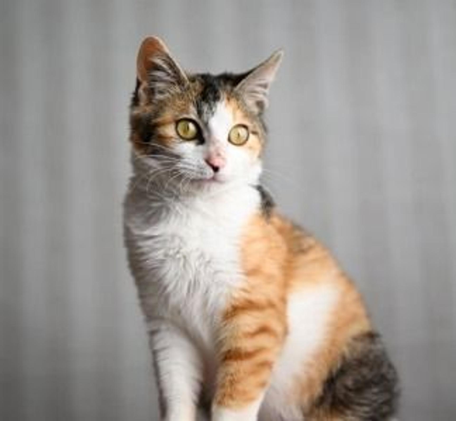 pet-image-6