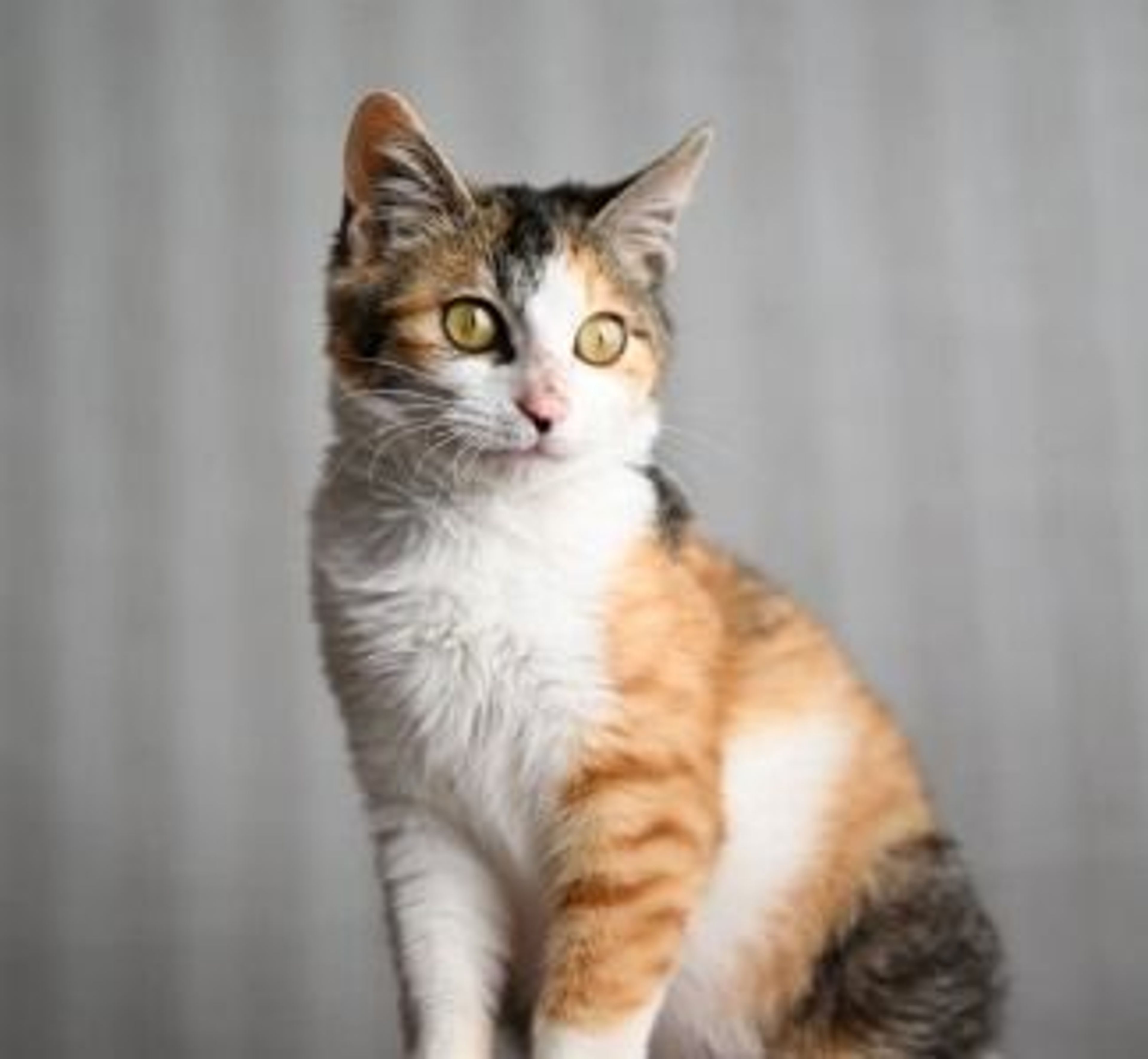 pet-image-6