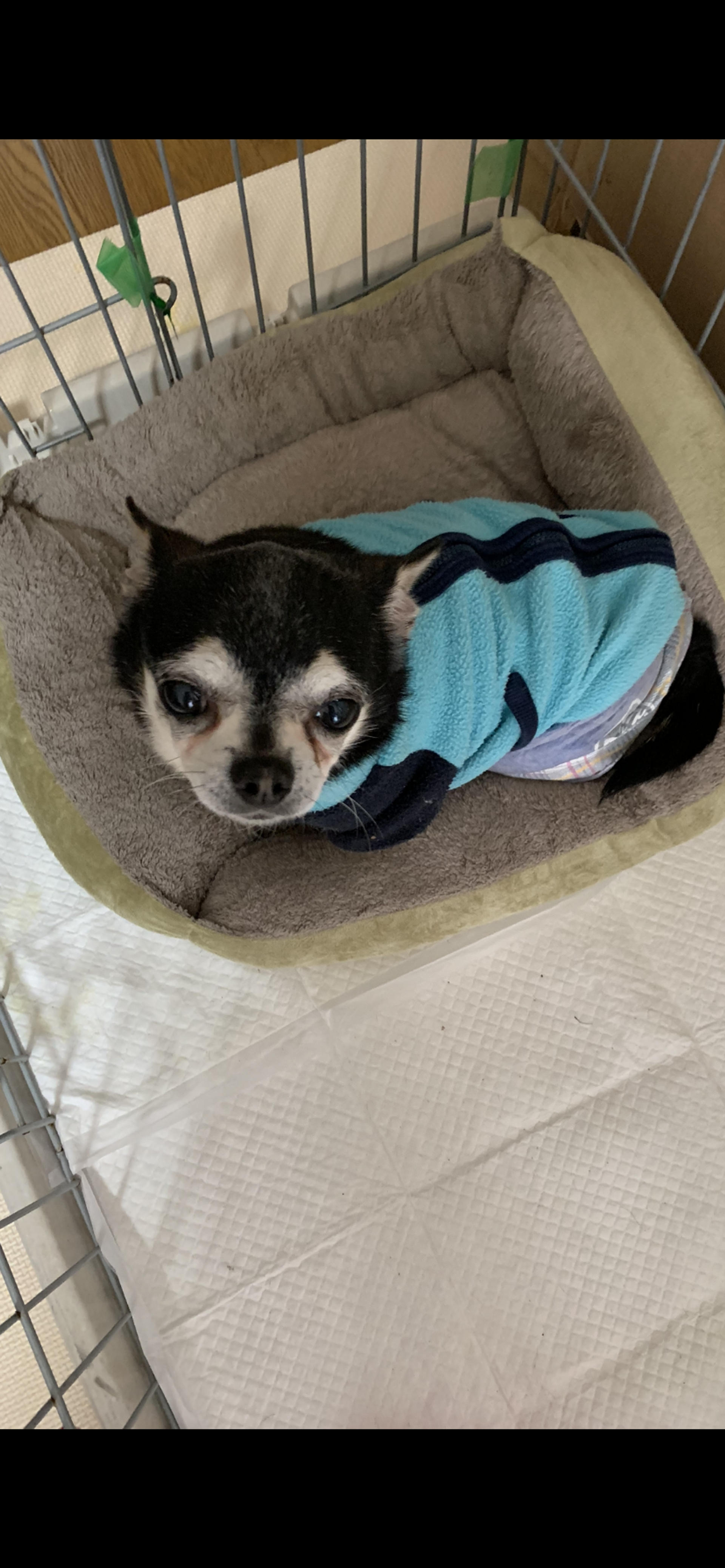 pet-image-2