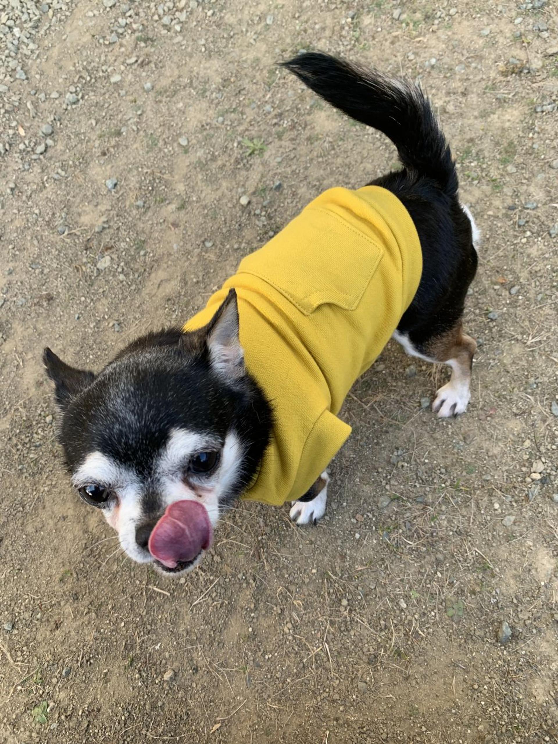 pet-image-5