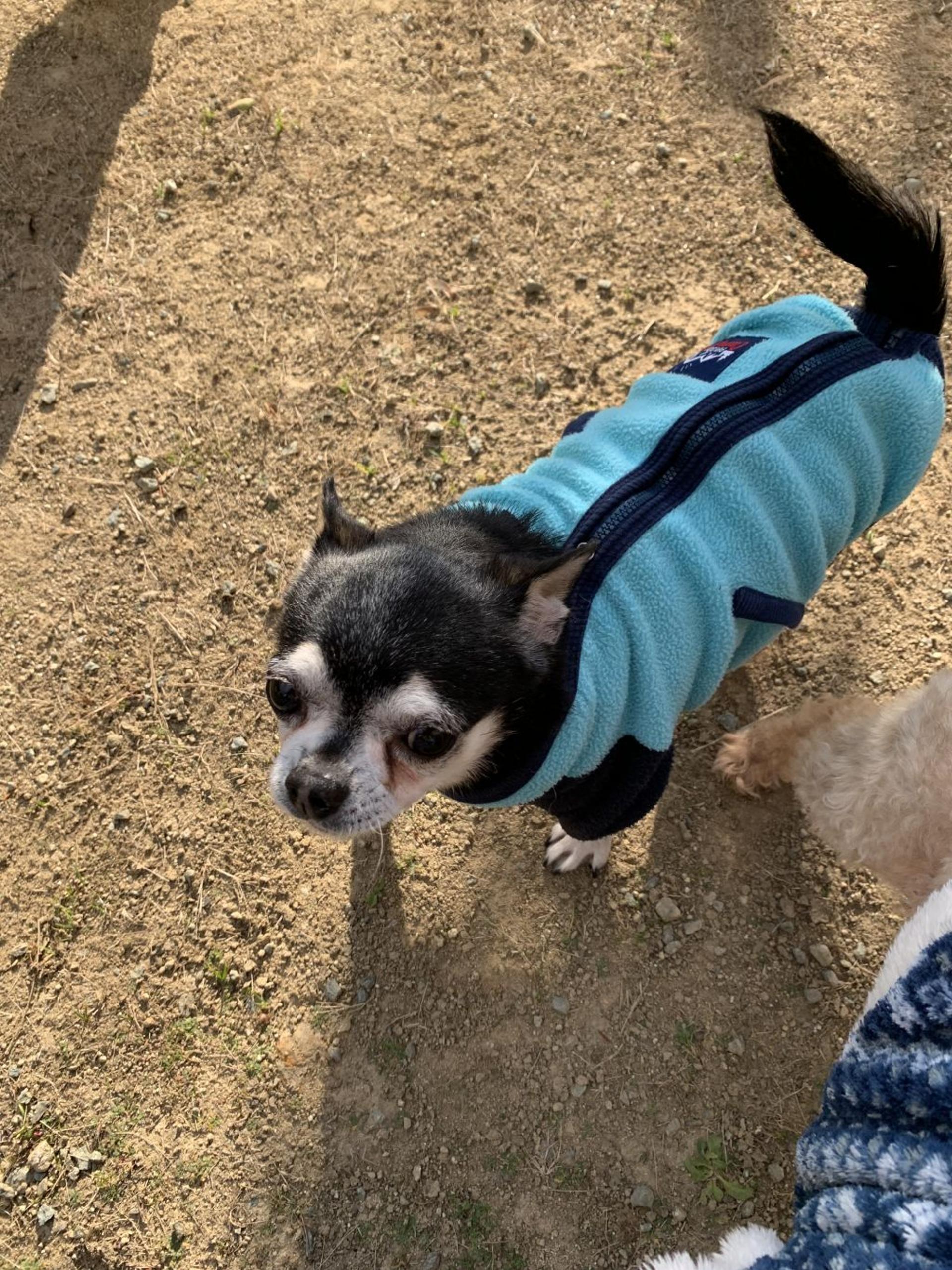 pet-image-6
