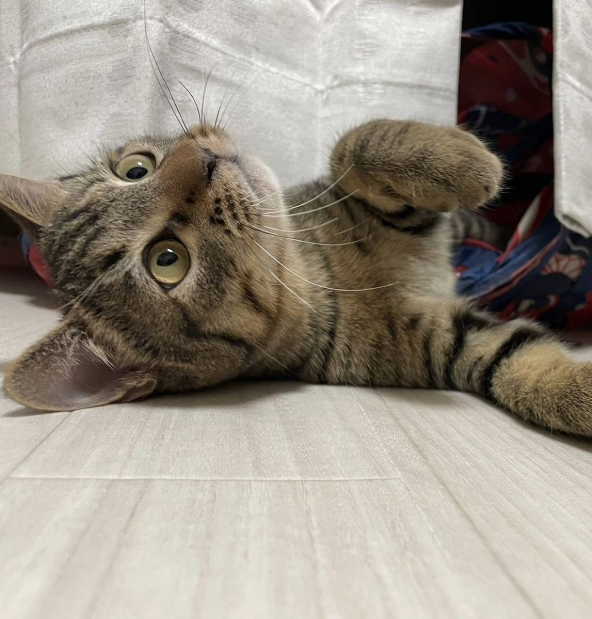 雑種（ミックス猫）・オスの里親募集の写真