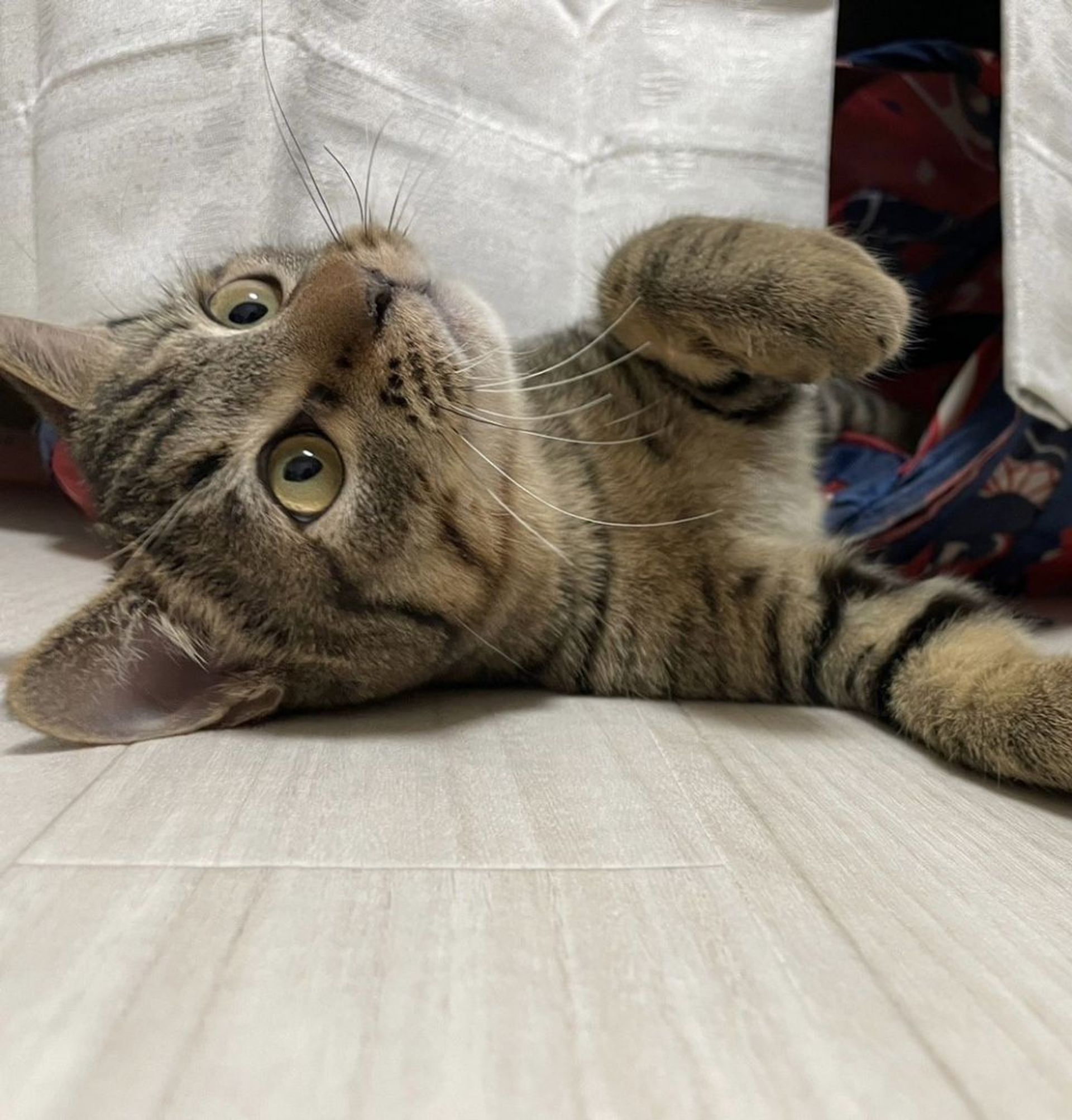 雑種（ミックス猫）・オスの里親募集の写真