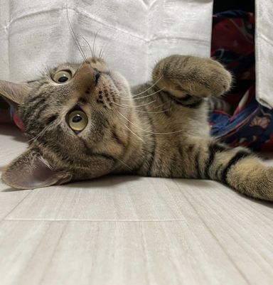 歩（あゆむ）の写真