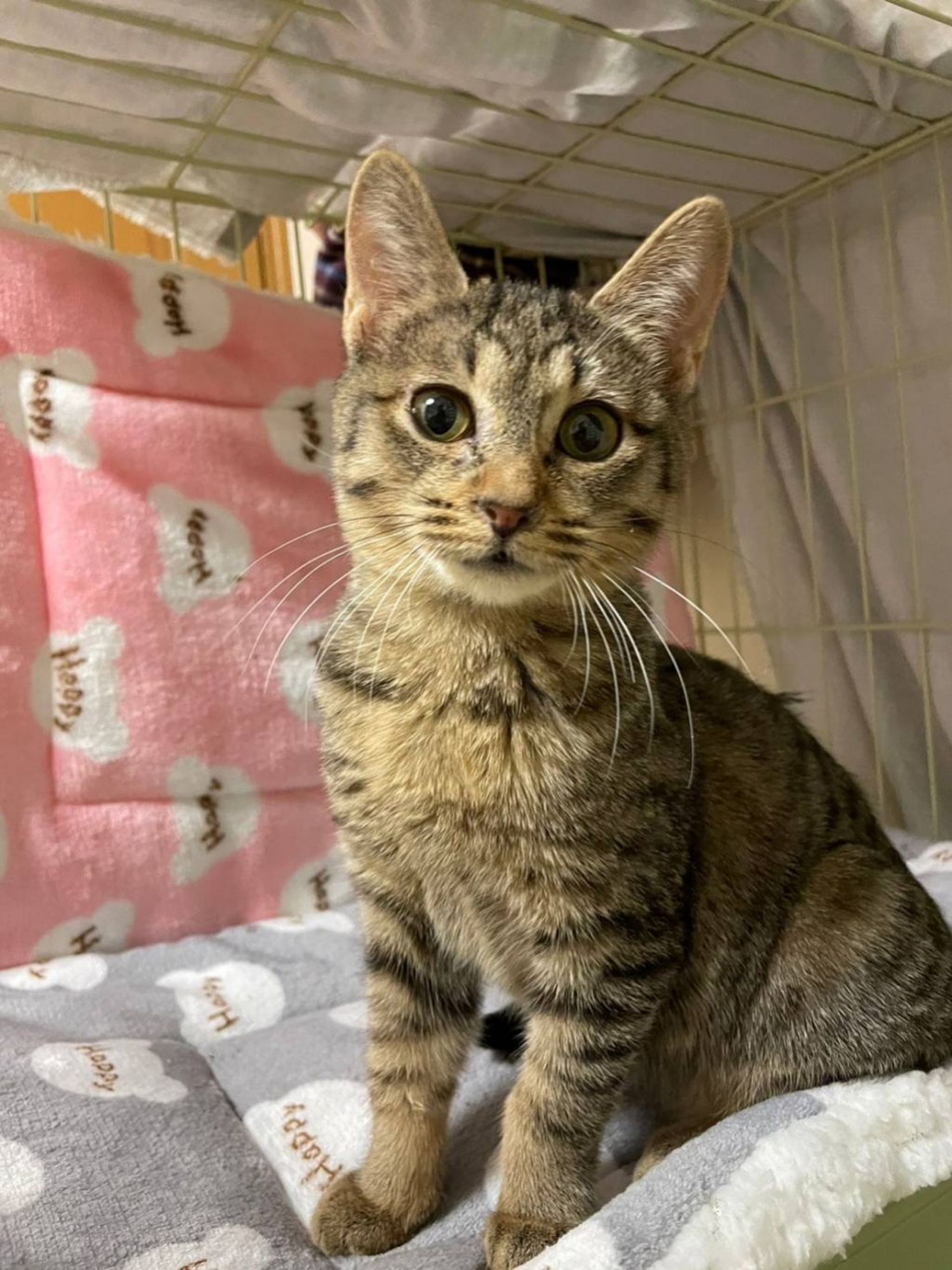 雑種（ミックス猫）・メスの里親募集の写真
