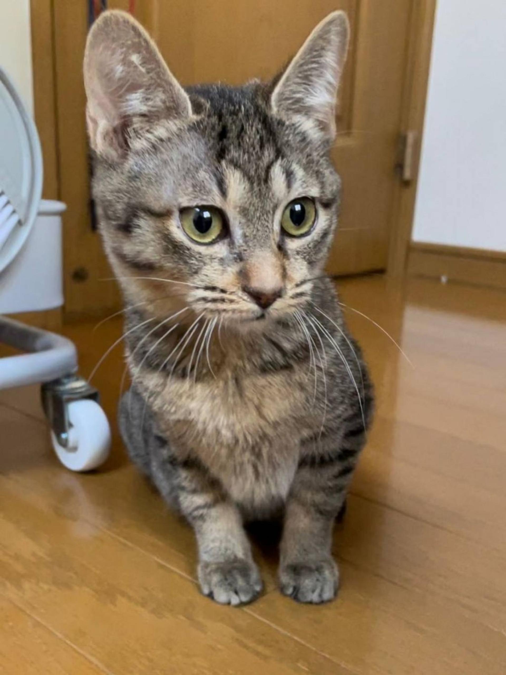 pet-image-3