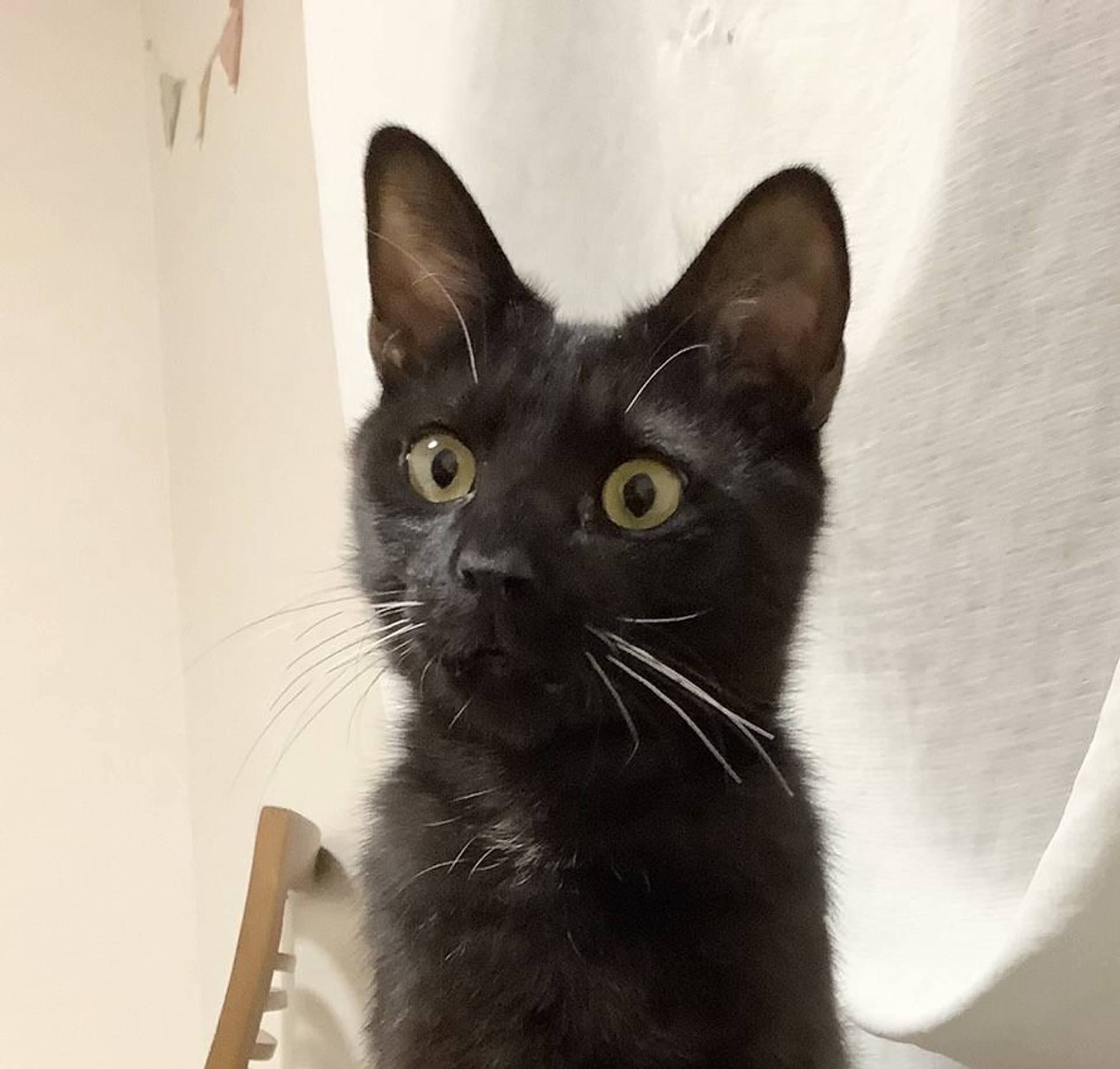 雑種（ミックス猫）・オスの里親募集の写真
