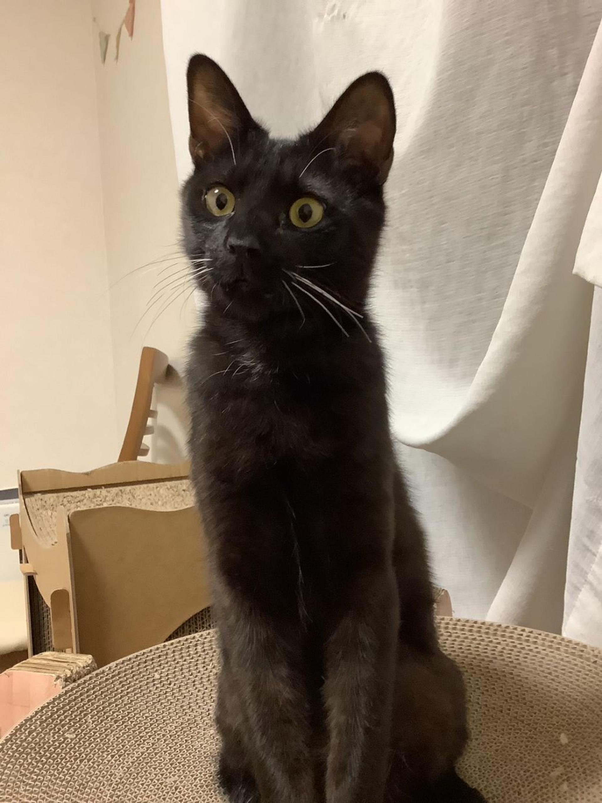 pet-image-2