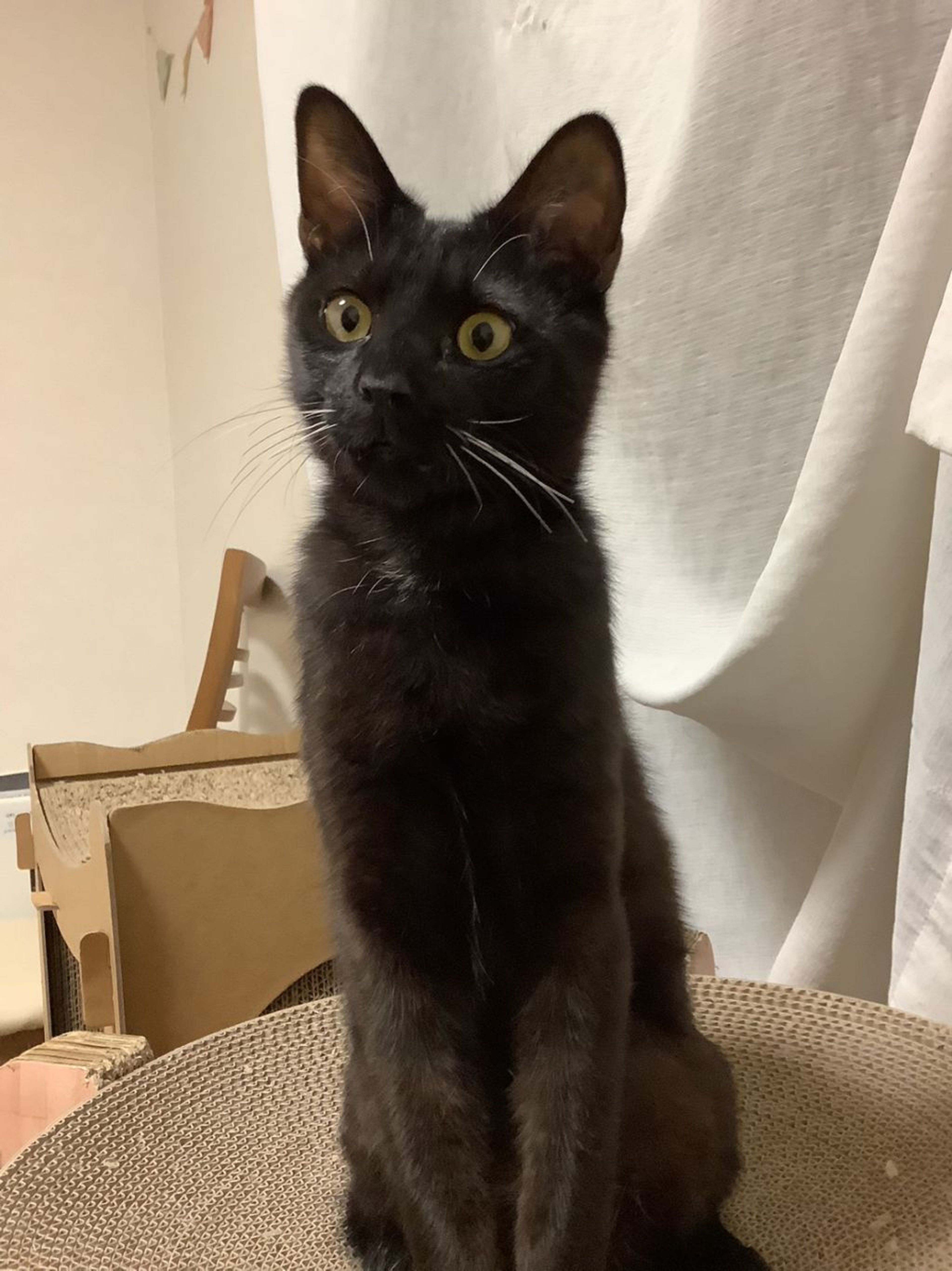 pet-image-2