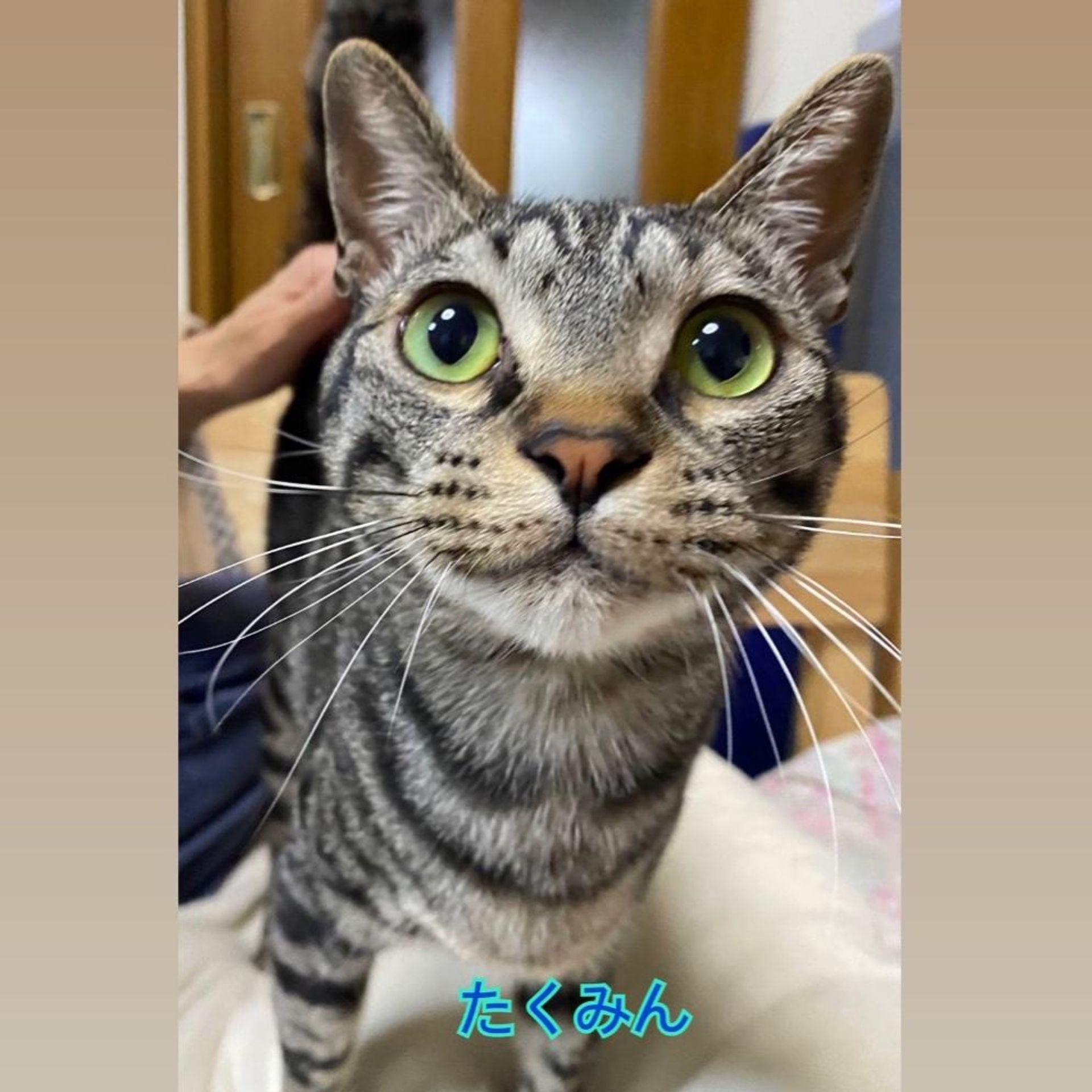 日本猫・オスの里親募集の写真