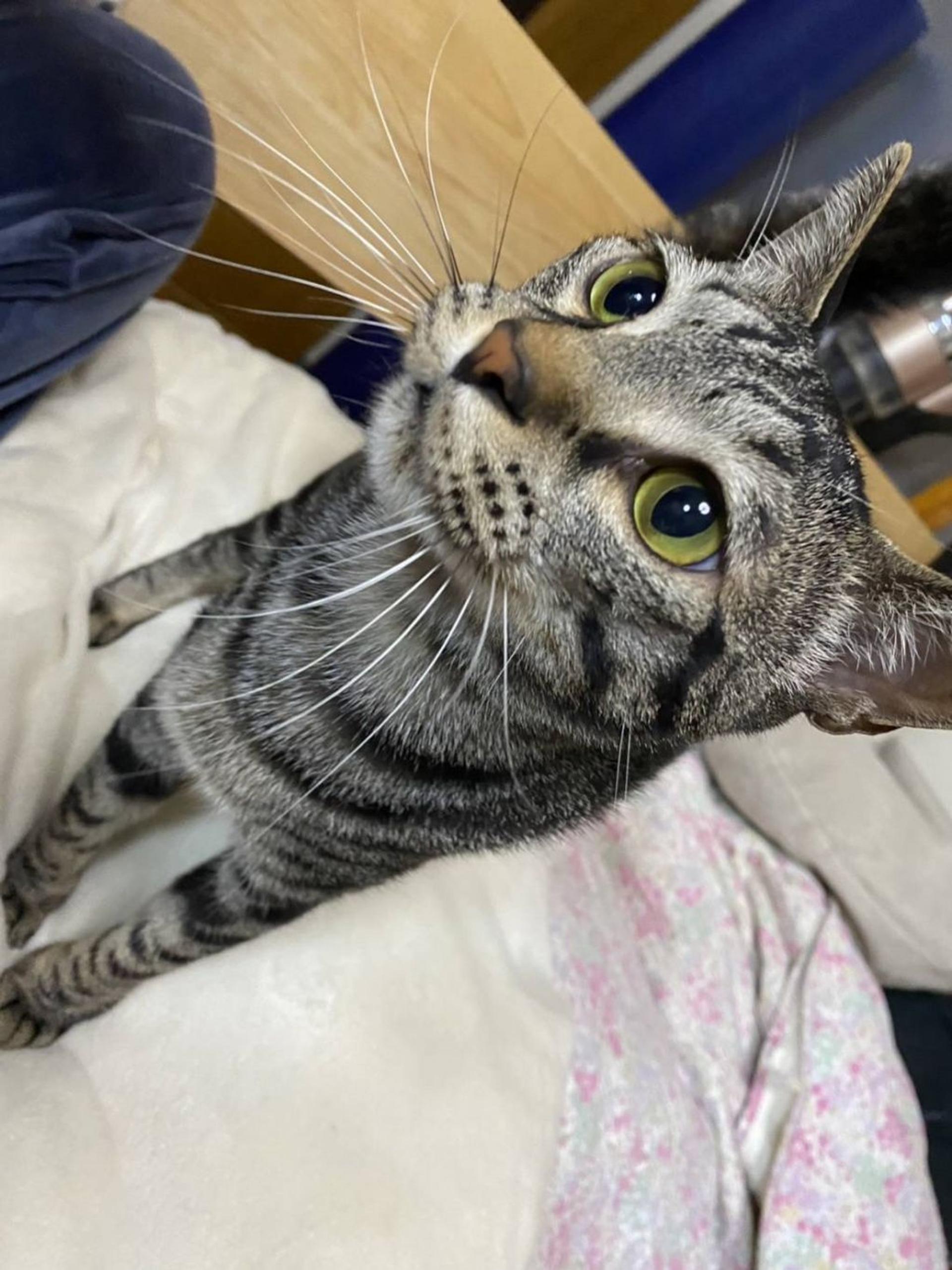 pet-image-2