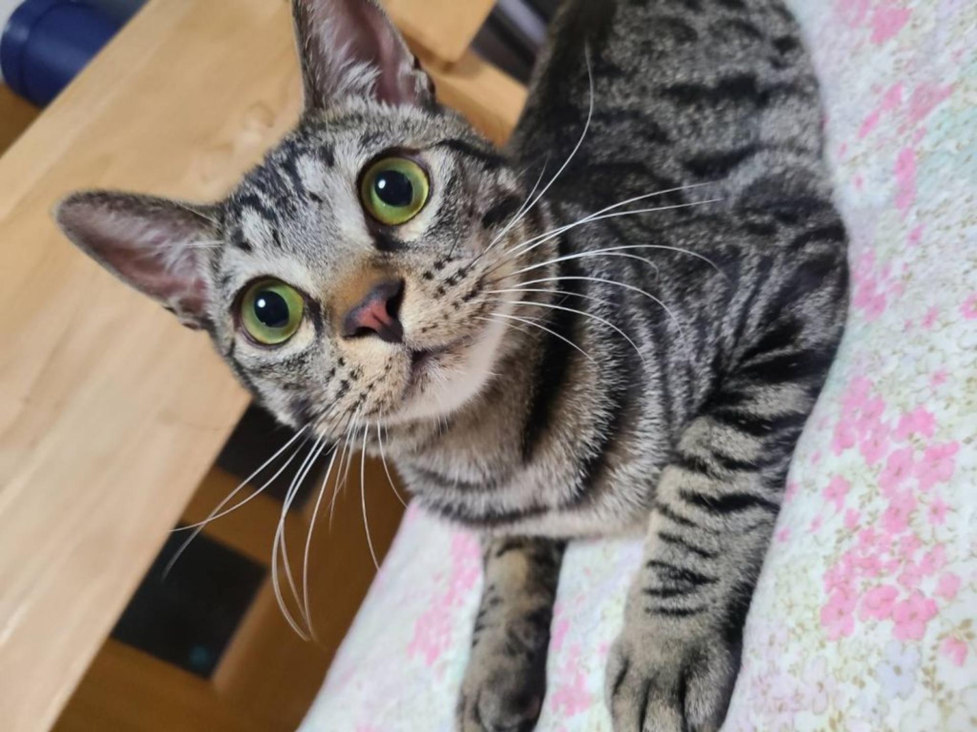 pet-image-4