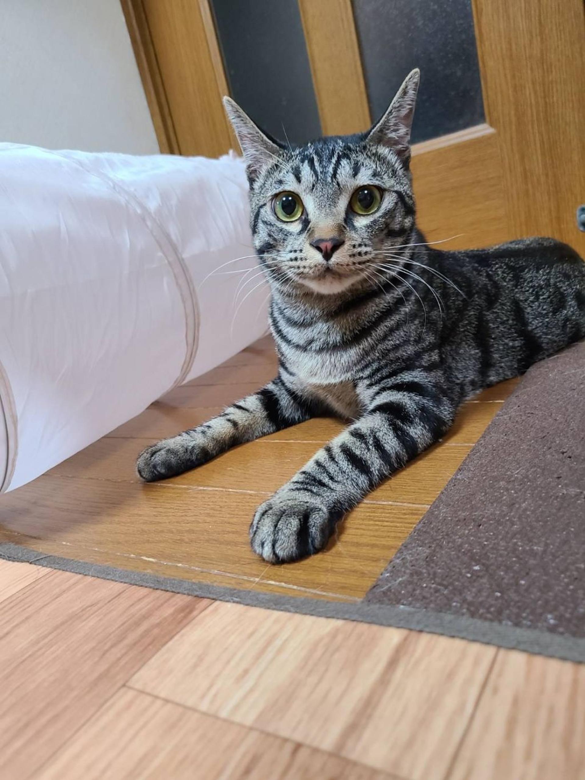 pet-image-5