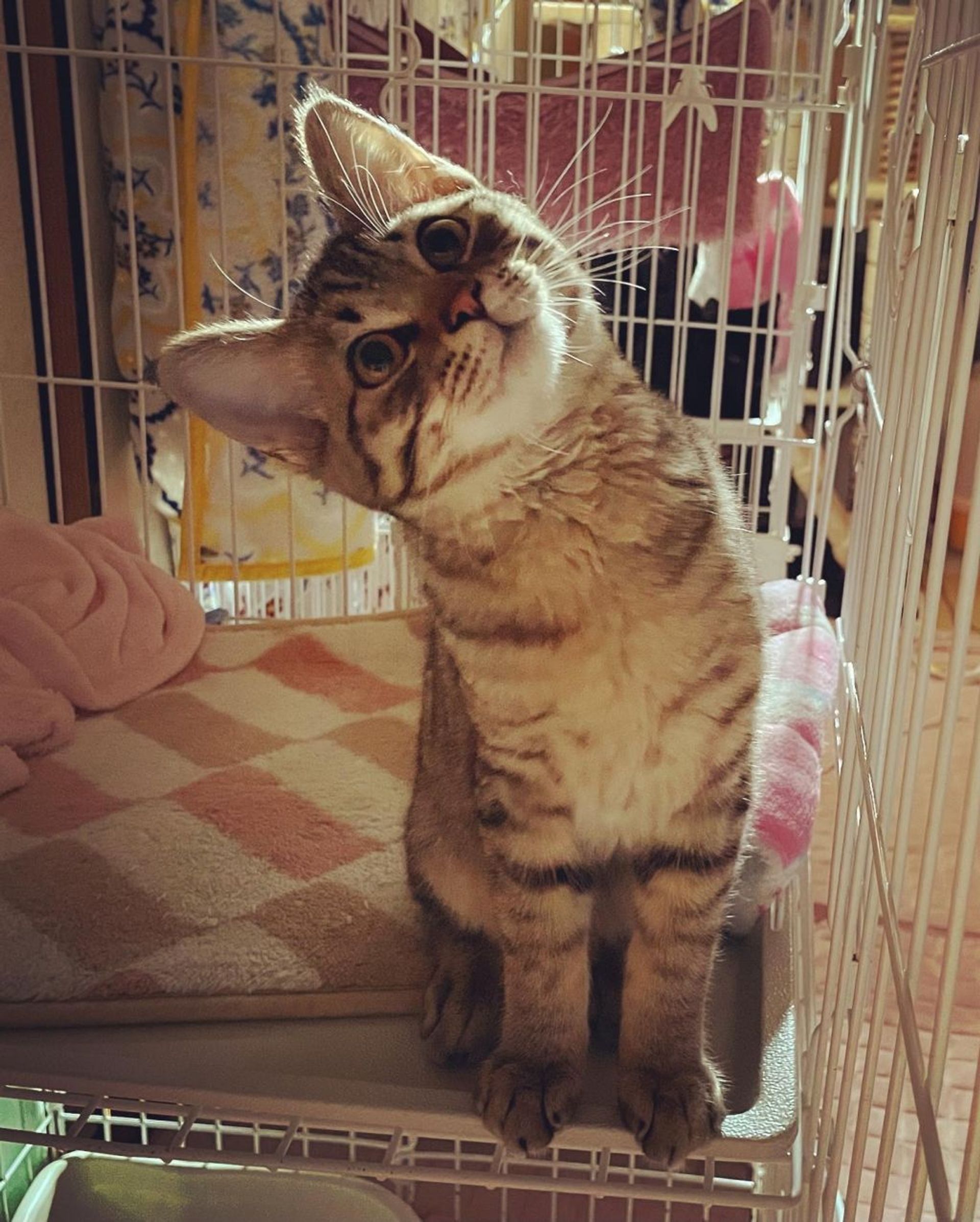 日本猫・オスの里親募集の写真