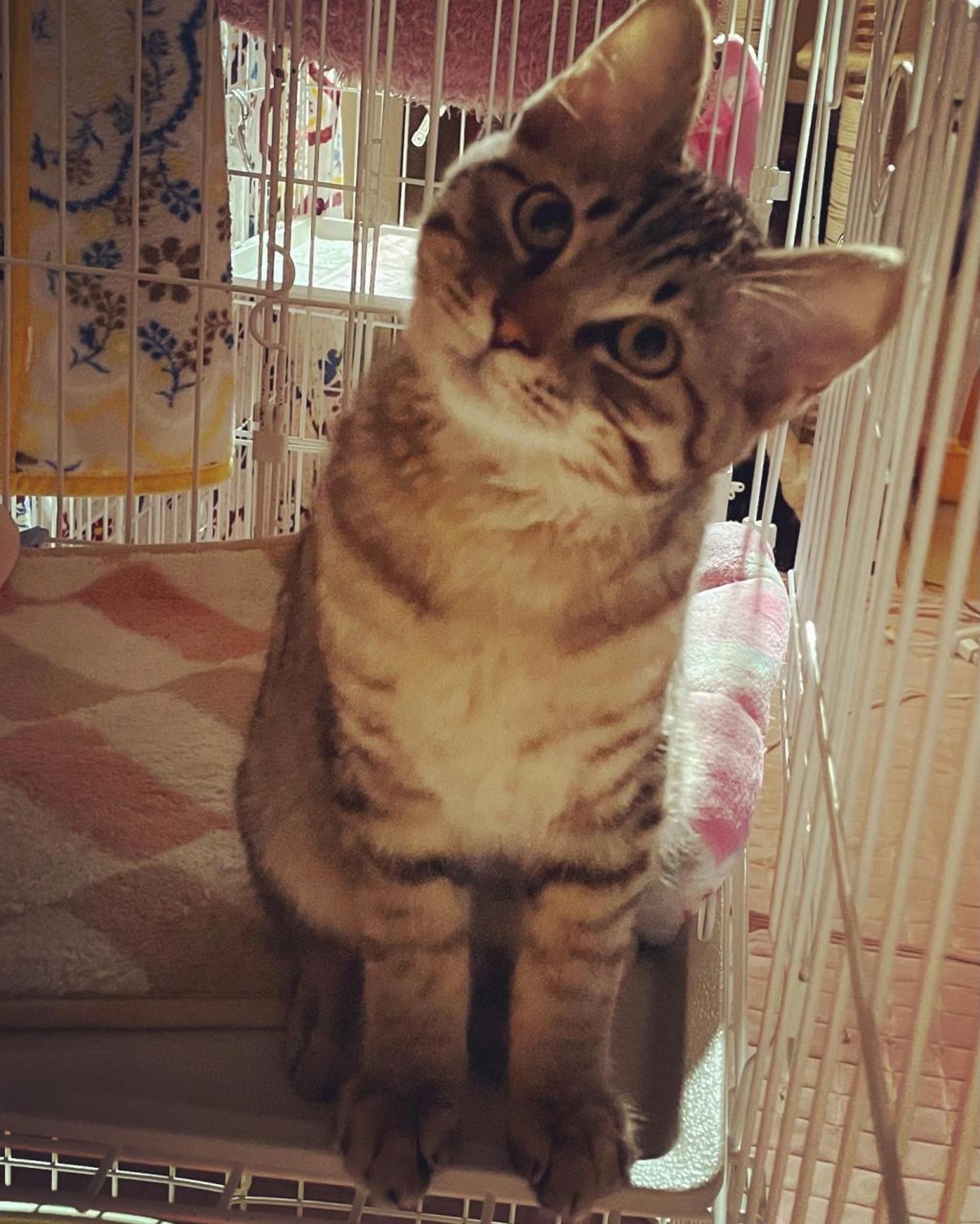 pet-image-3