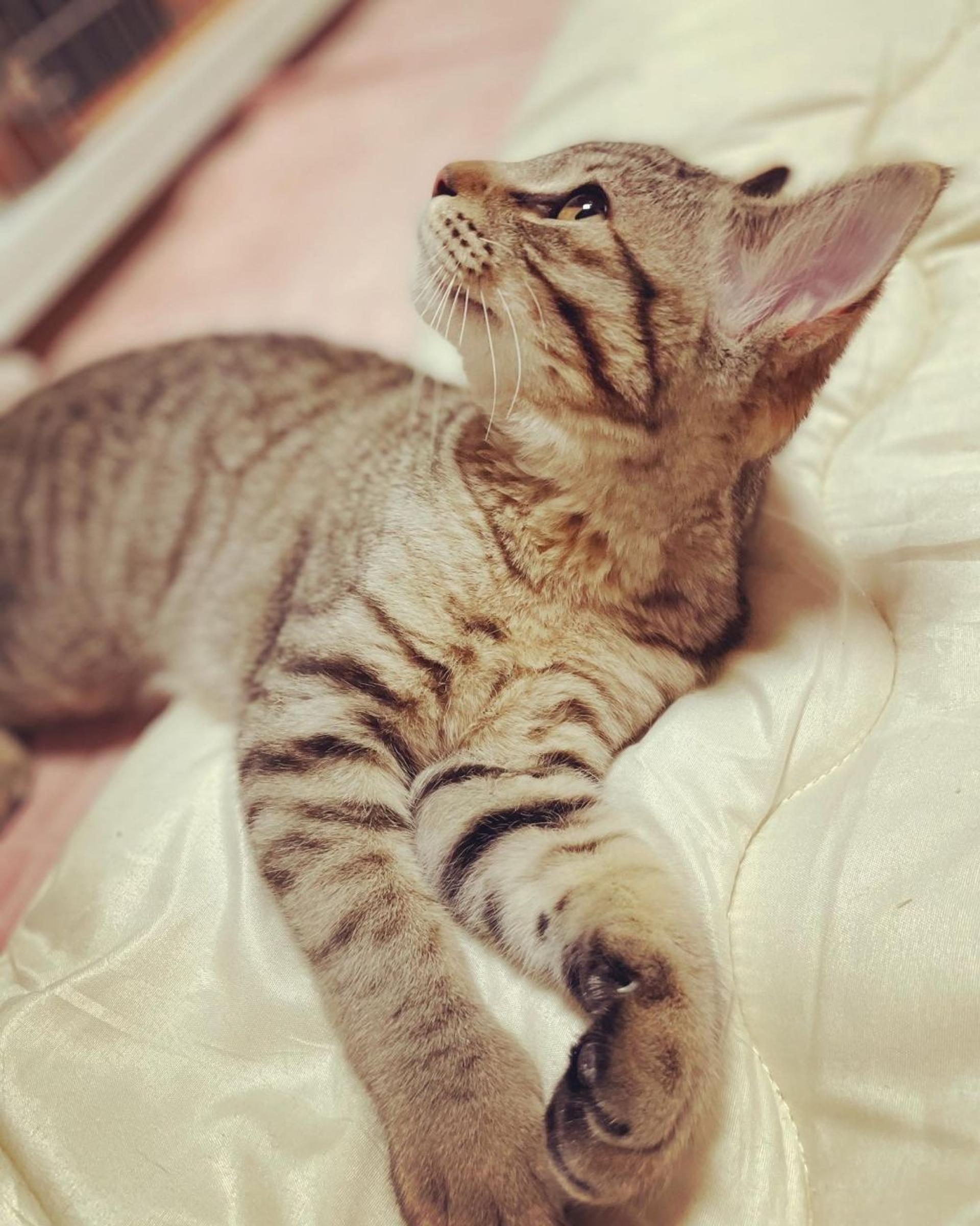 pet-image-4