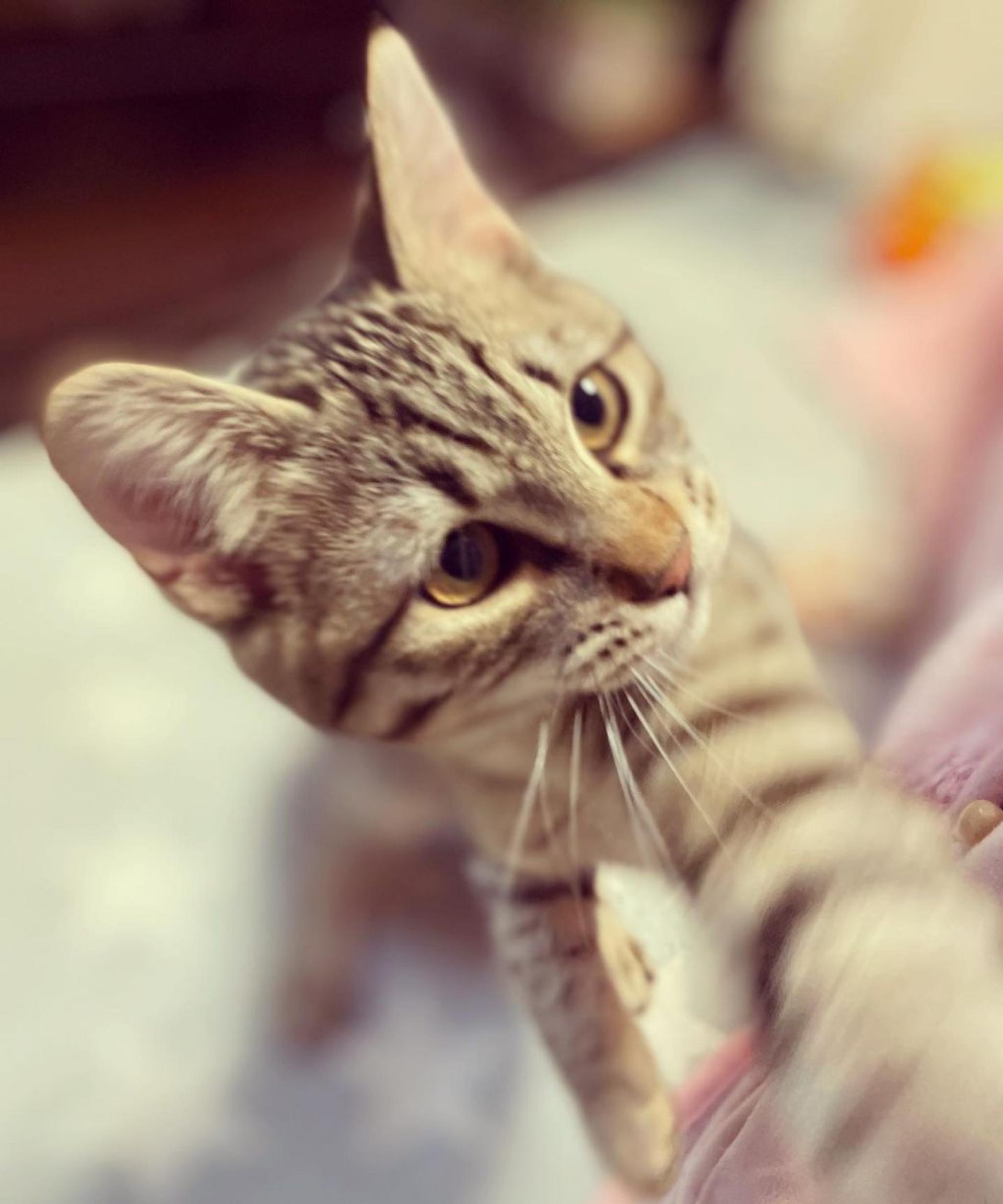 pet-image-7