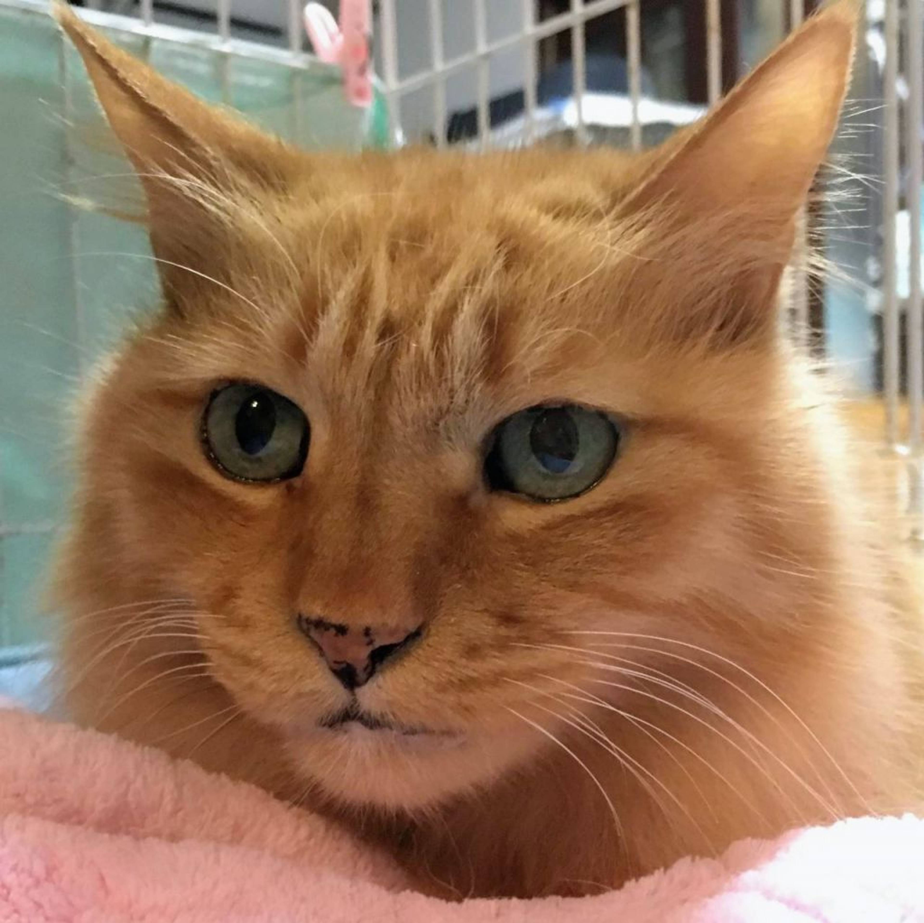 雑種（ミックス猫）・オスの里親募集の写真