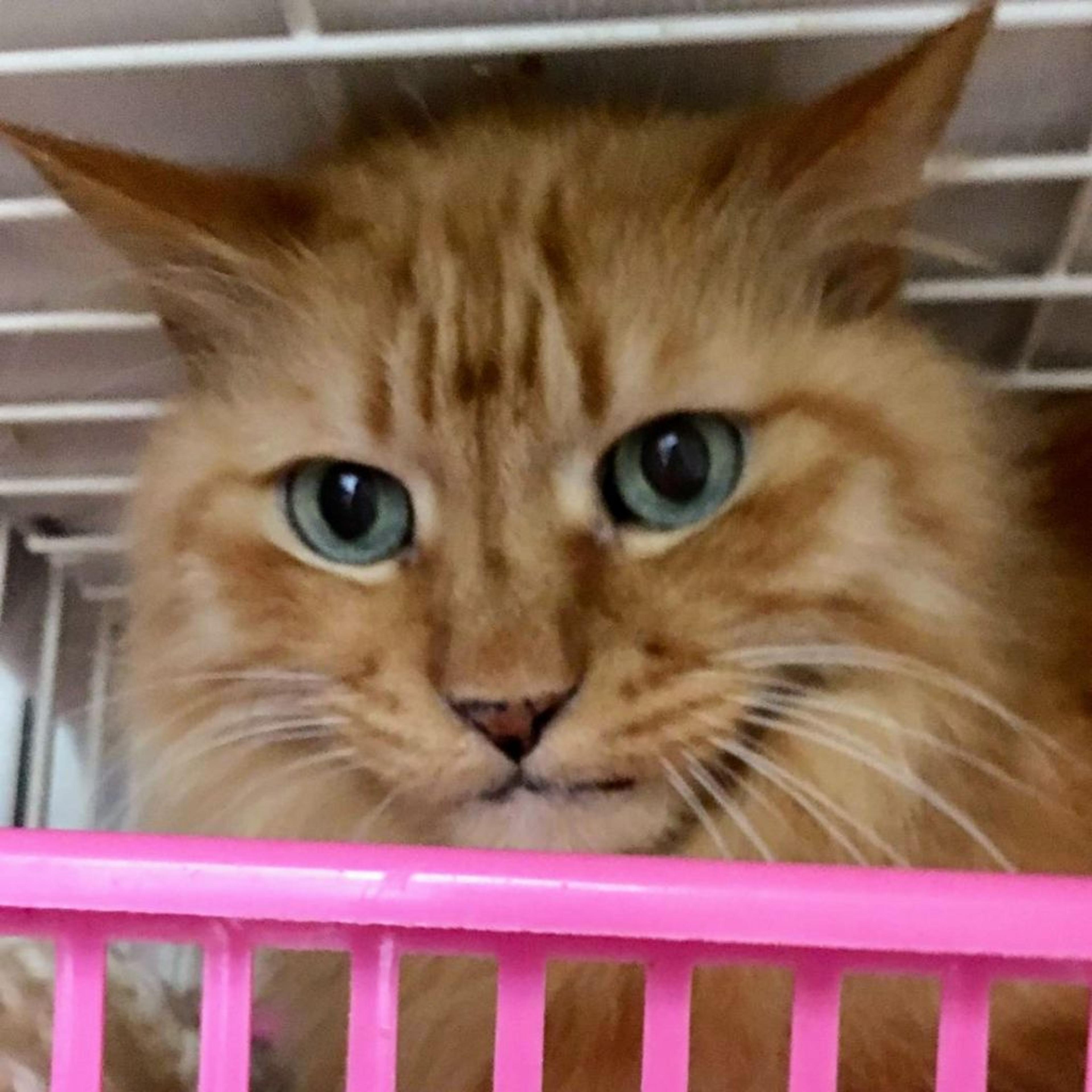 pet-image-2