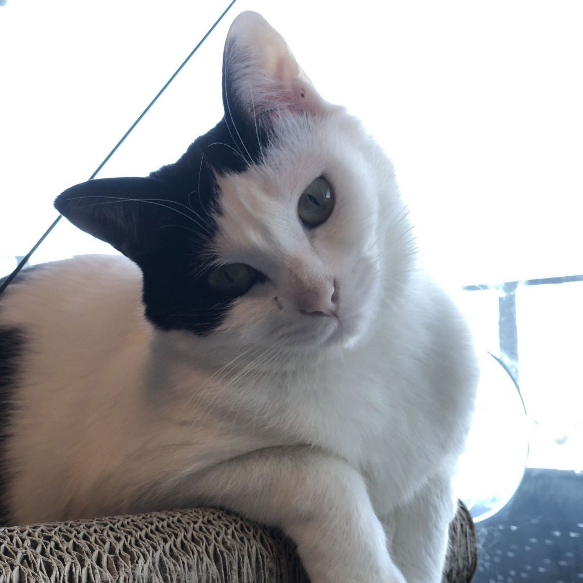 雑種（ミックス猫）・メスの里親募集の写真