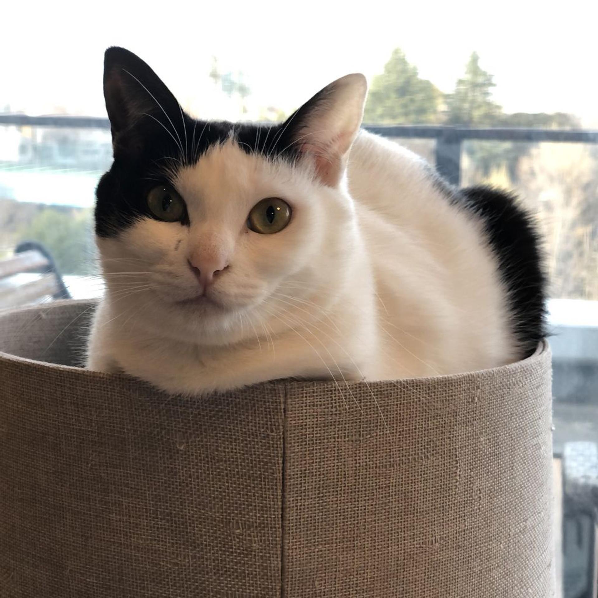 pet-image-2