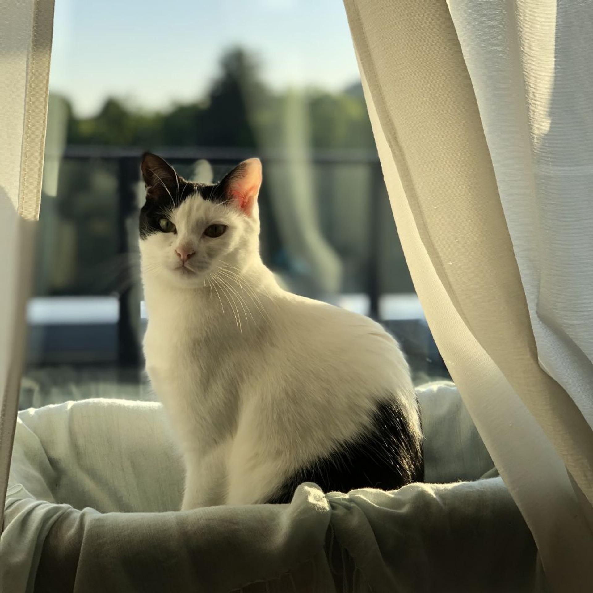 pet-image-3