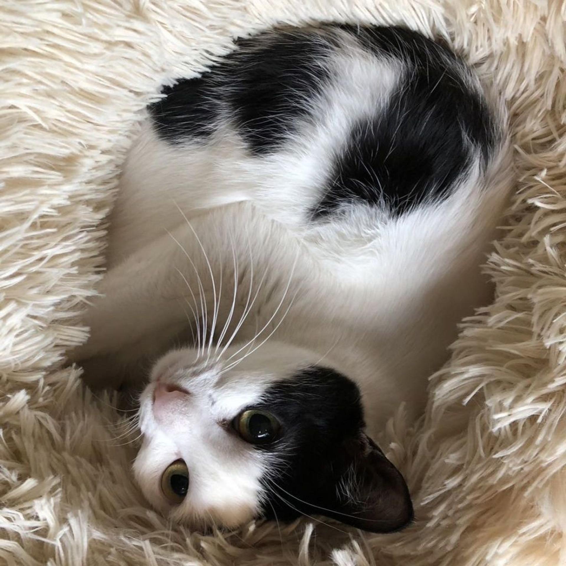pet-image-5