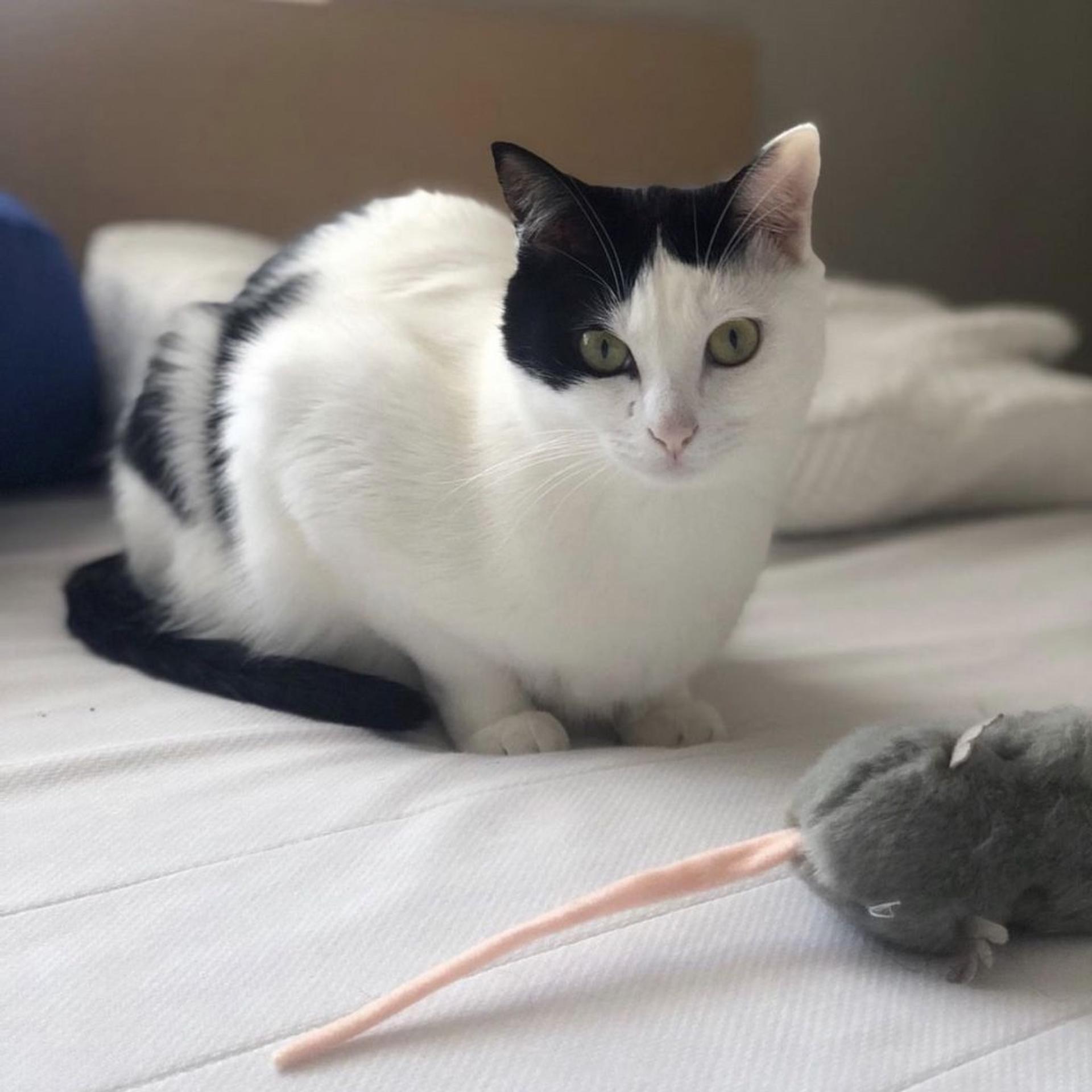 pet-image-6