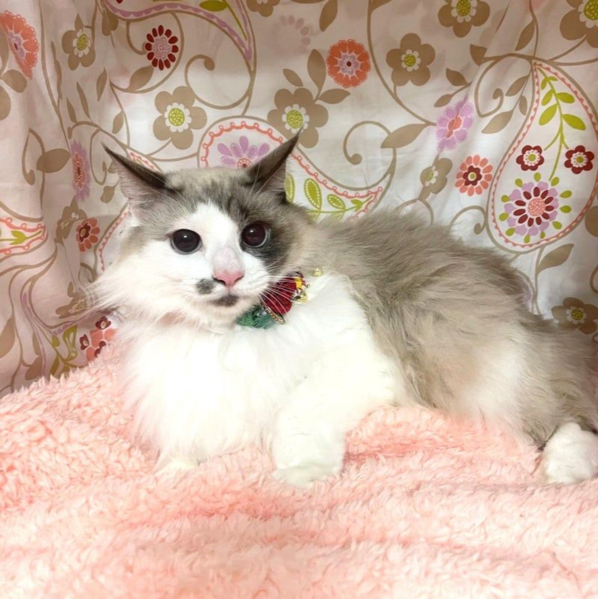 雑種（ミックス猫）・メスの里親募集の写真