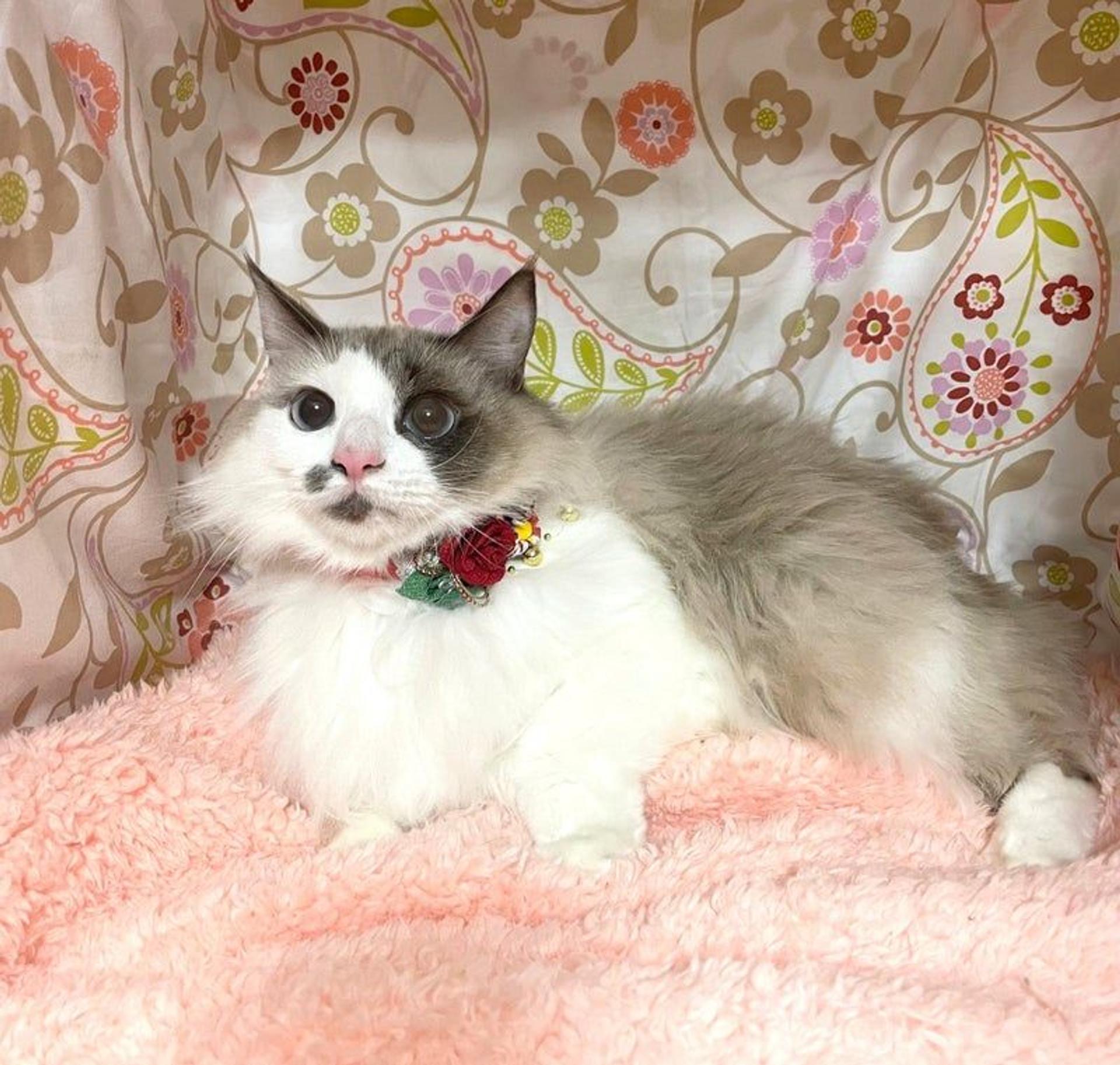 pet-image-2