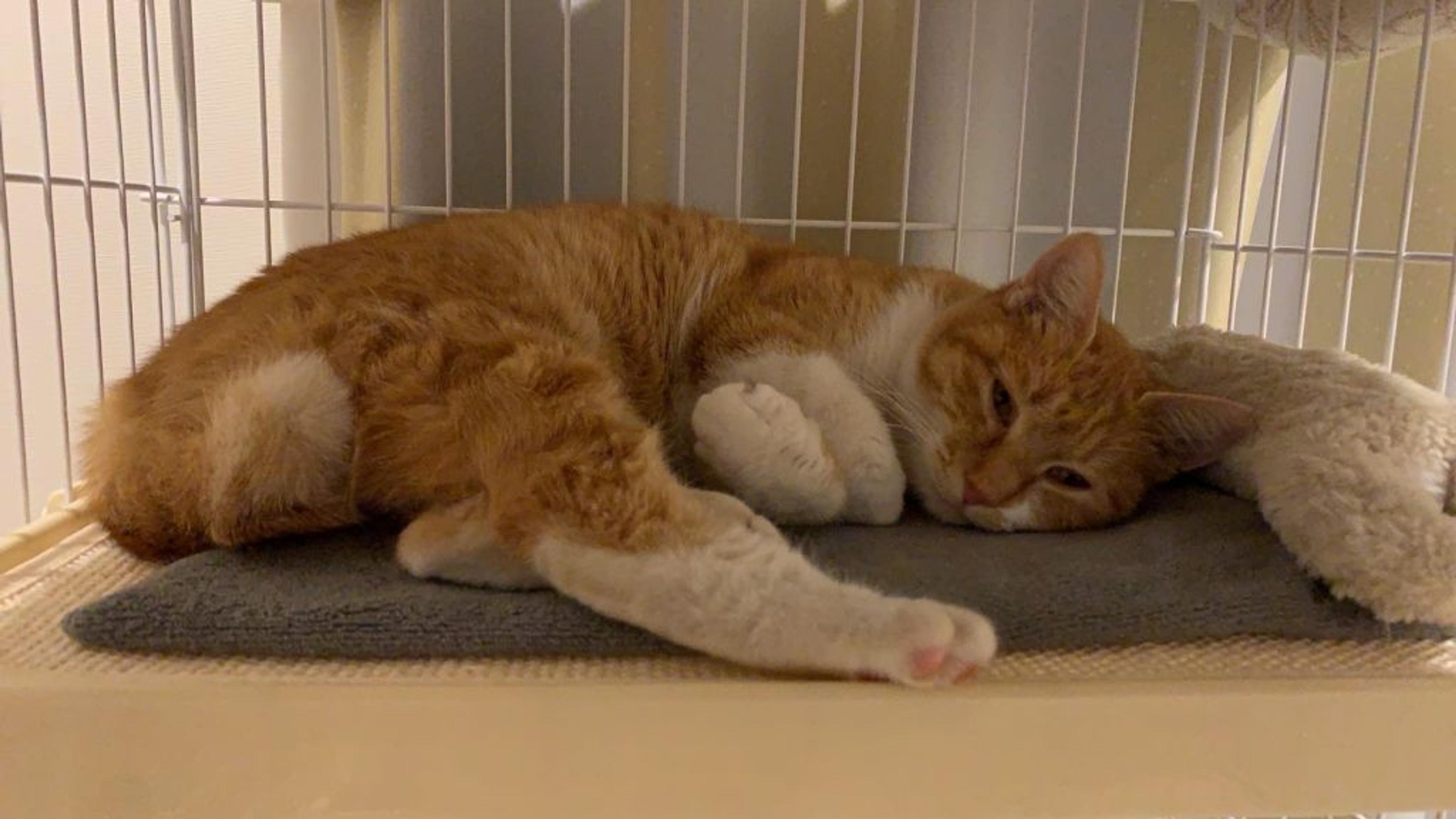 pet-image-2