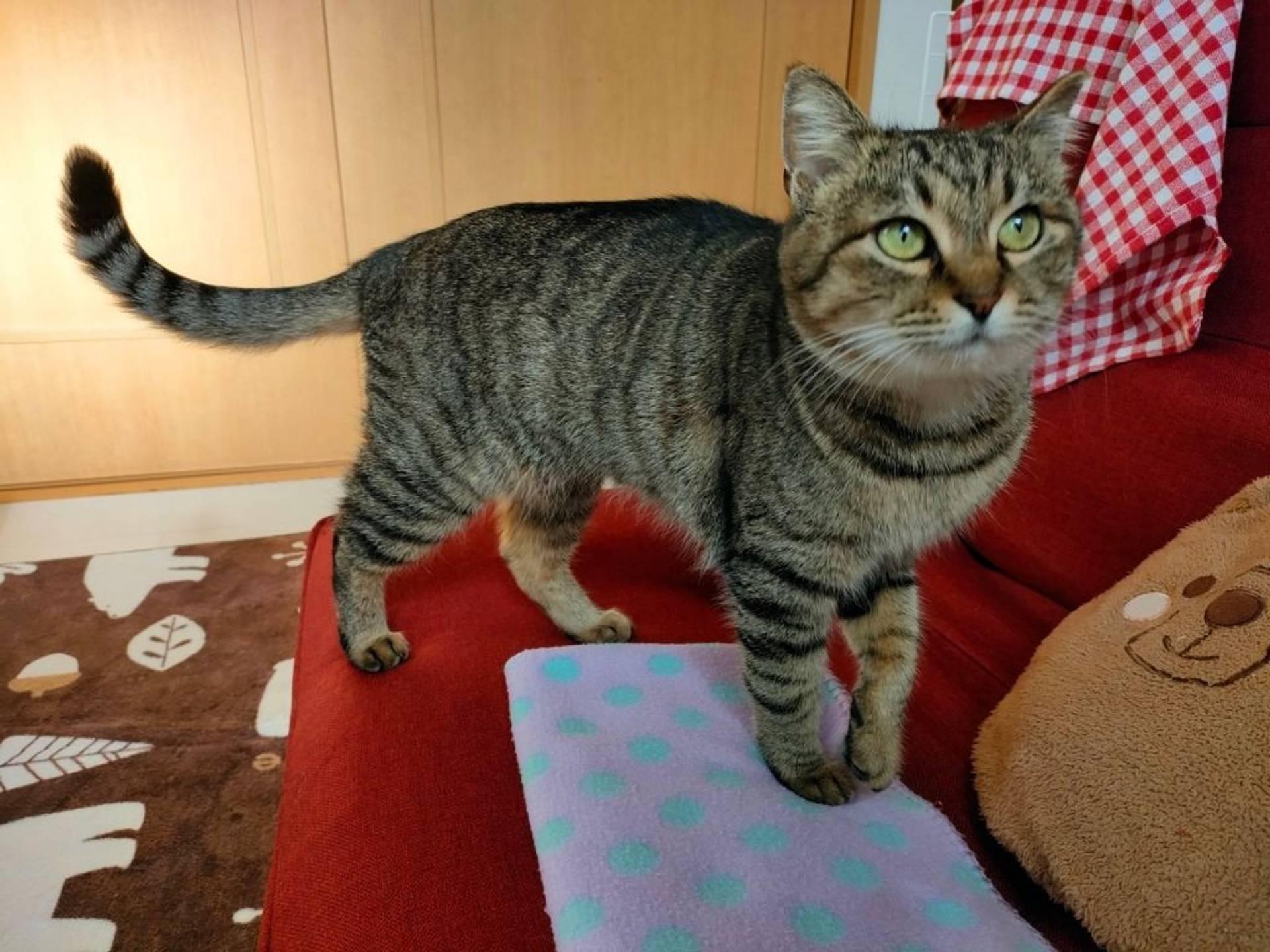 雑種（ミックス猫）・メスの里親募集の写真