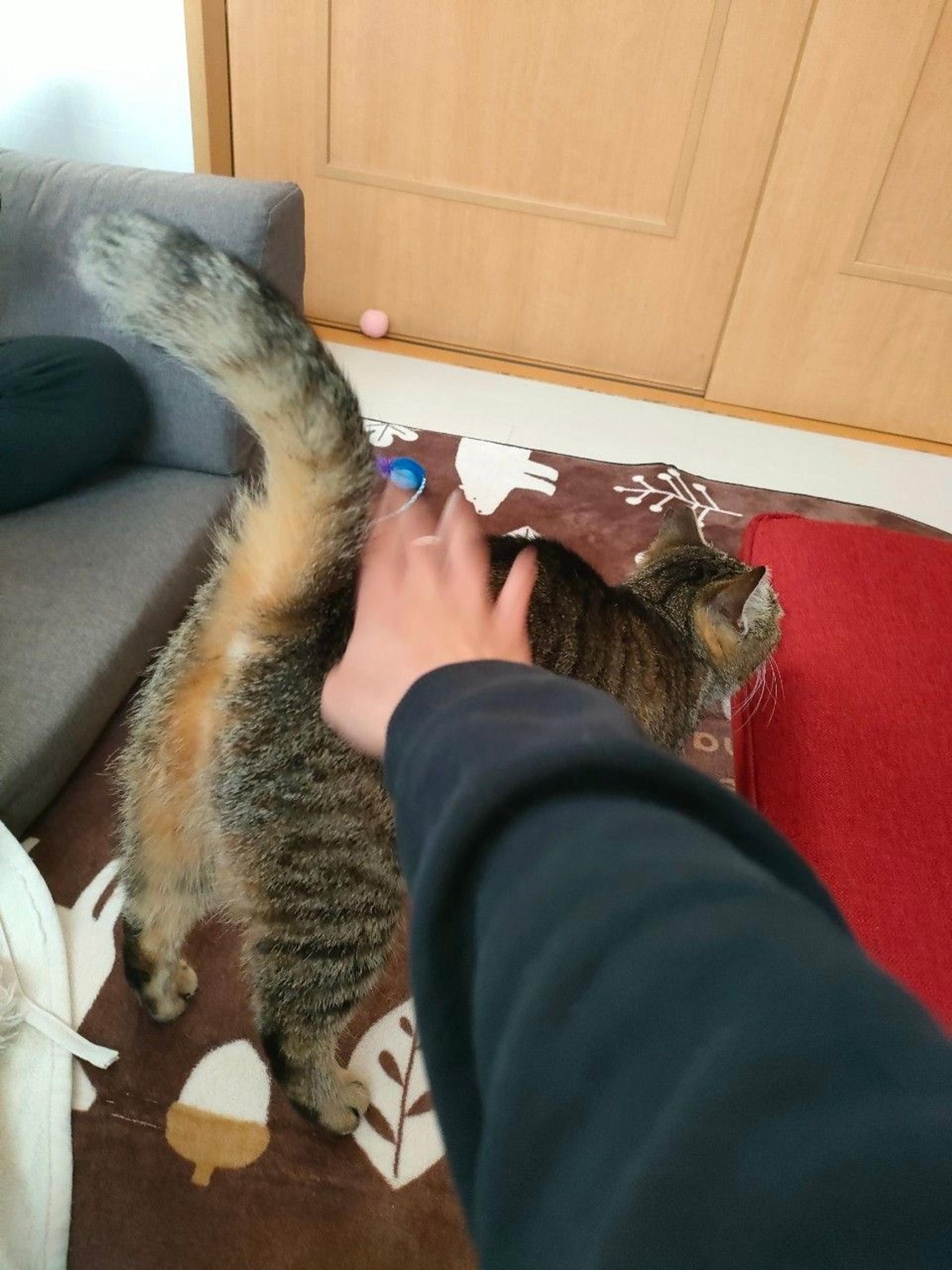 pet-image-2