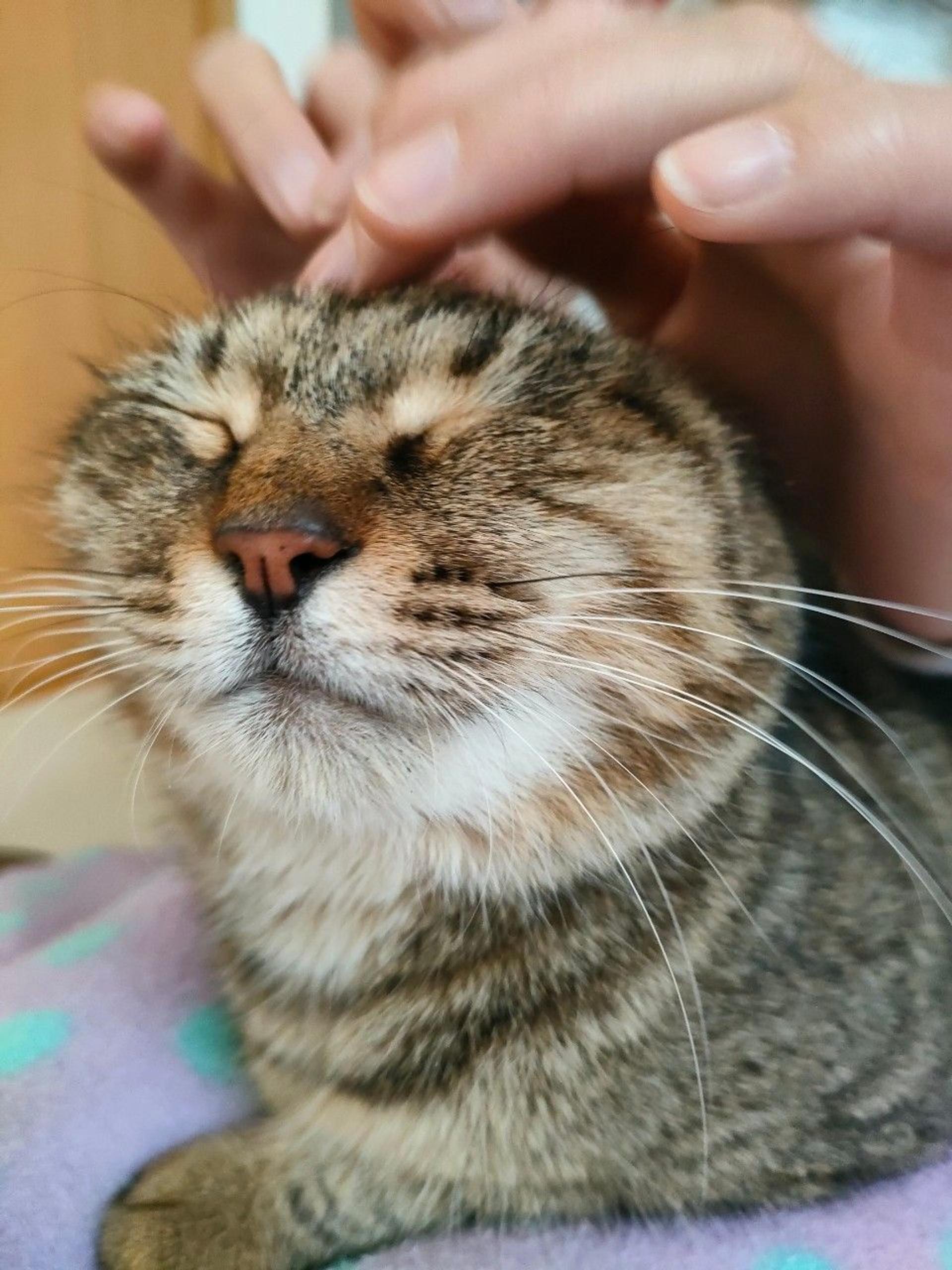 pet-image-4