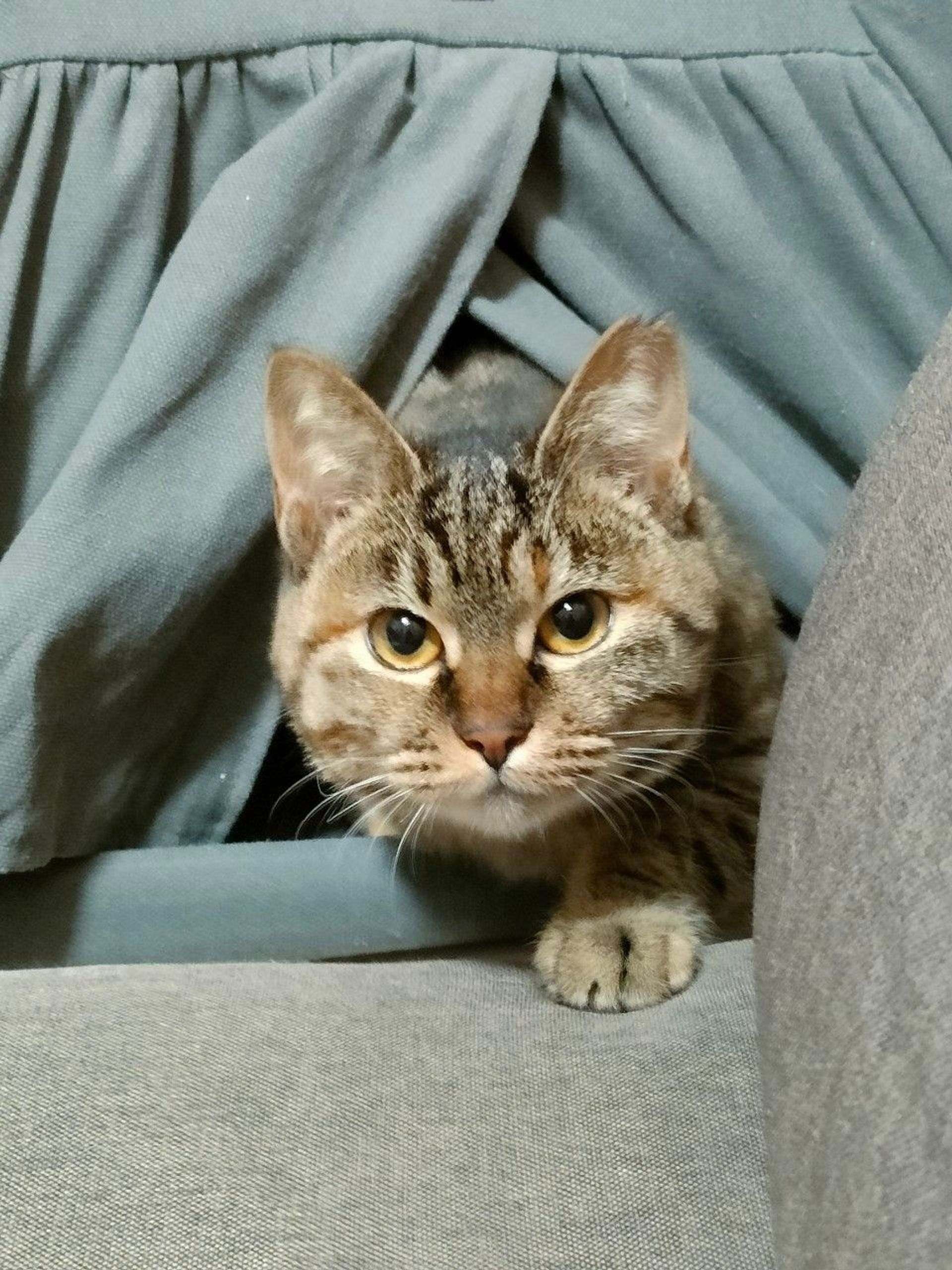 雑種（ミックス猫）・メスの里親募集の写真
