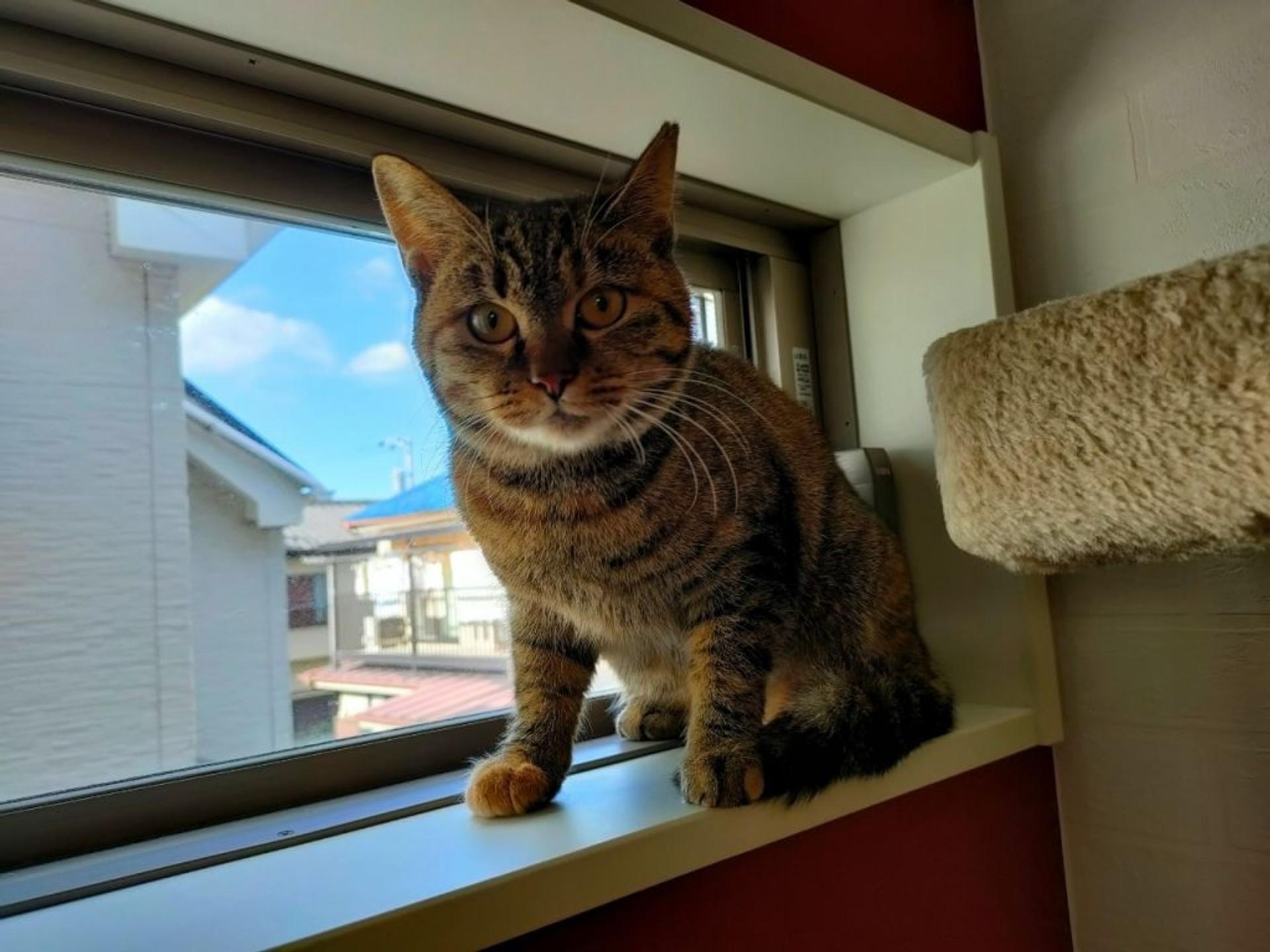 pet-image-2