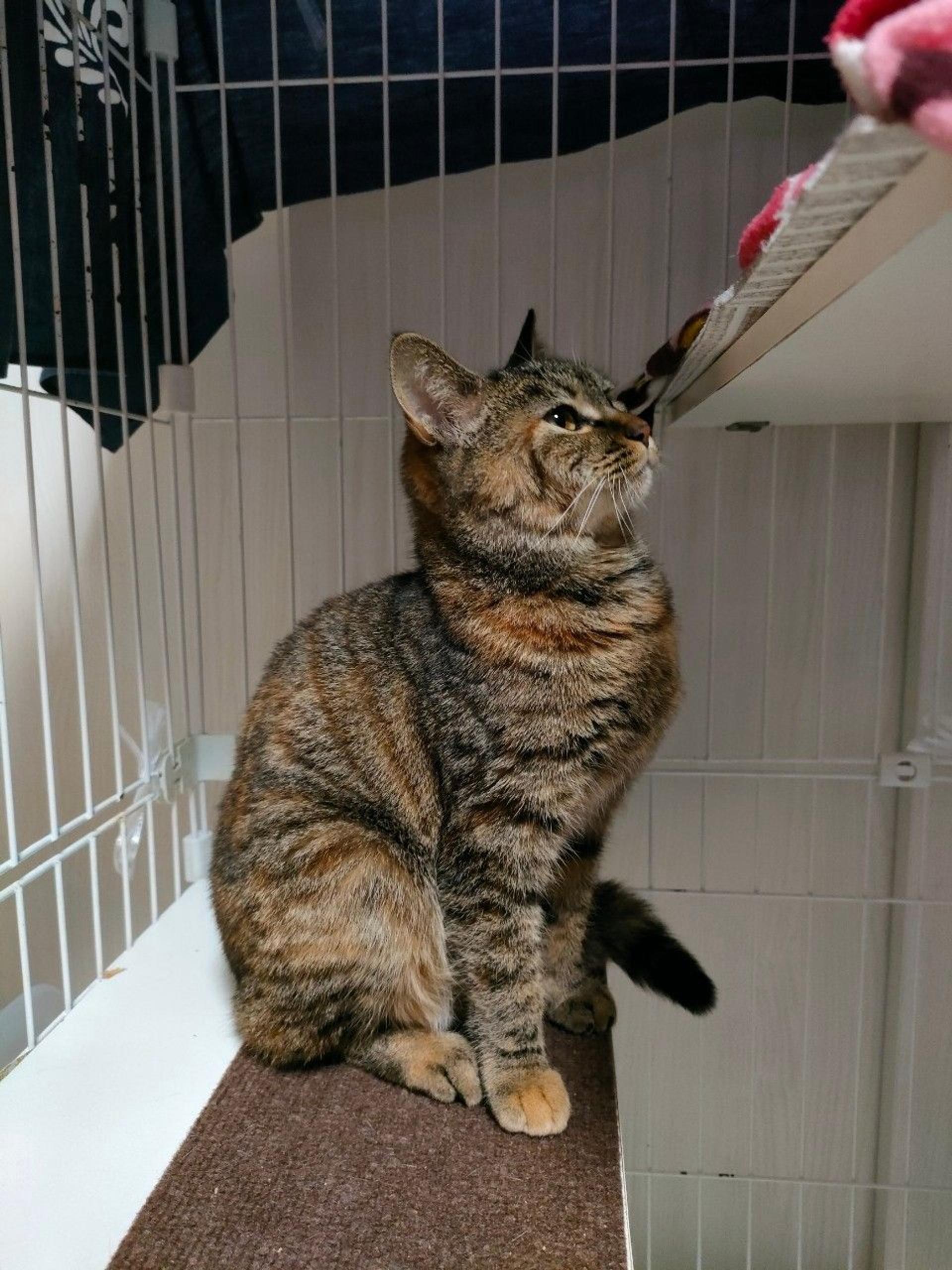 pet-image-3