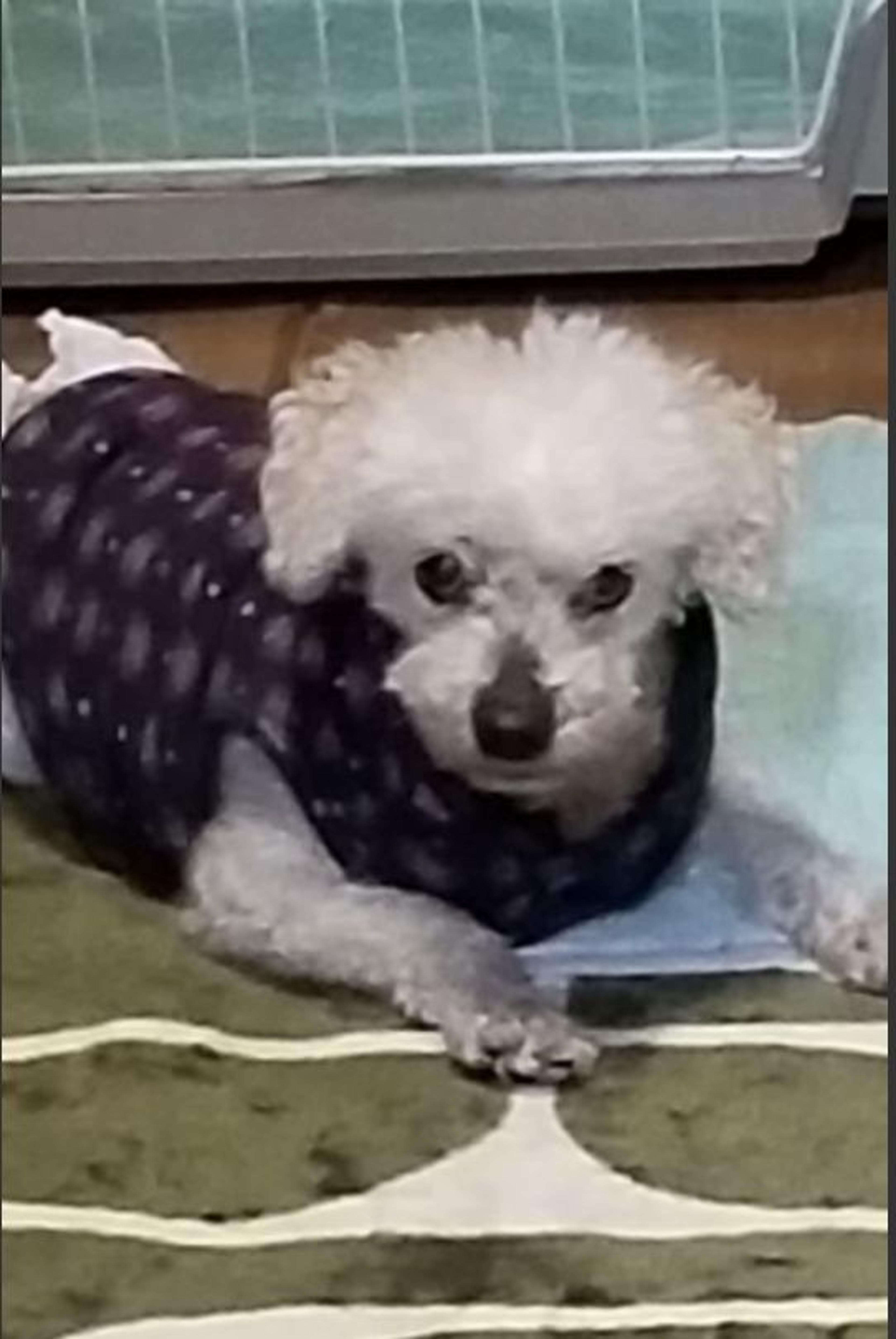 pet-image-3