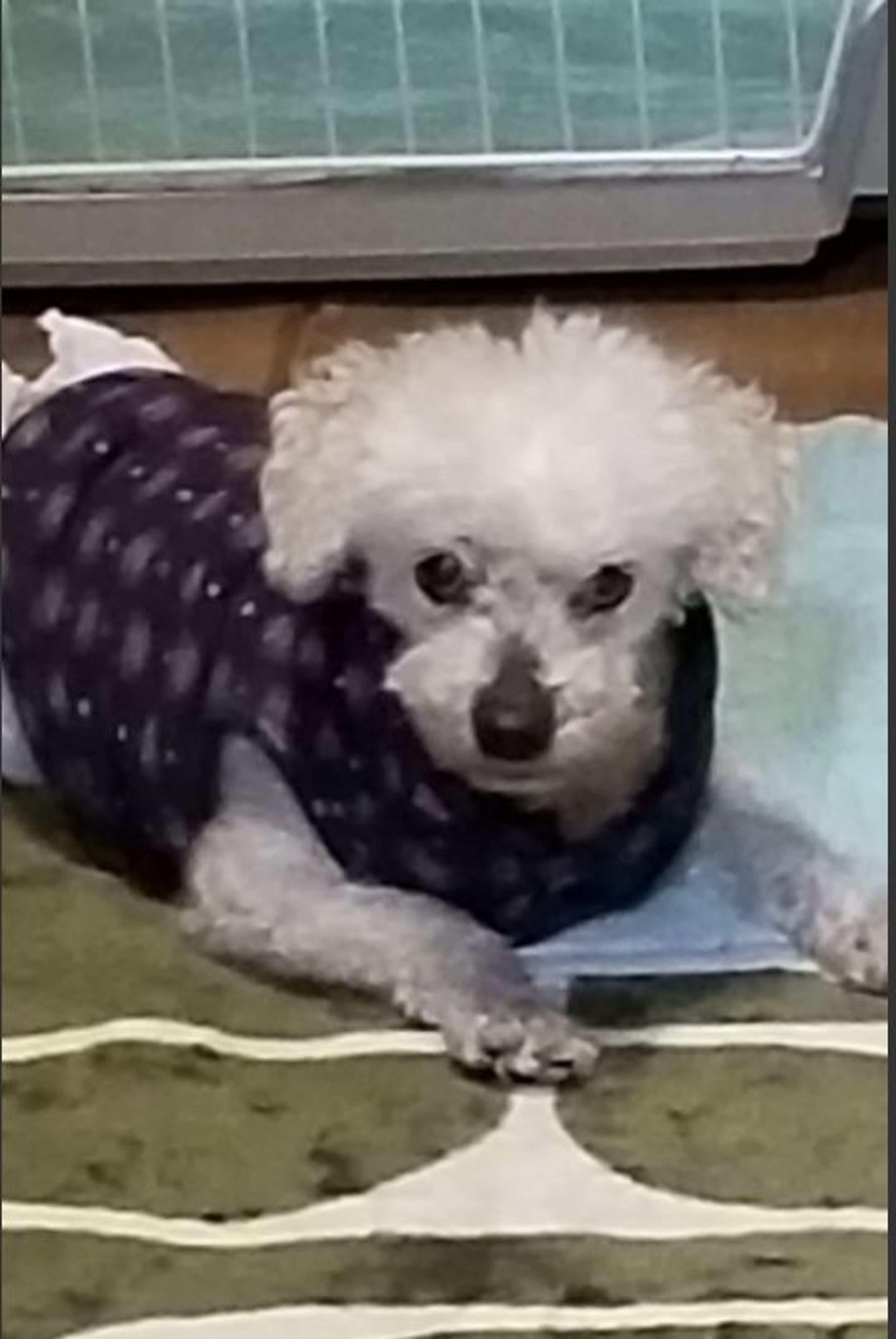 pet-image-3