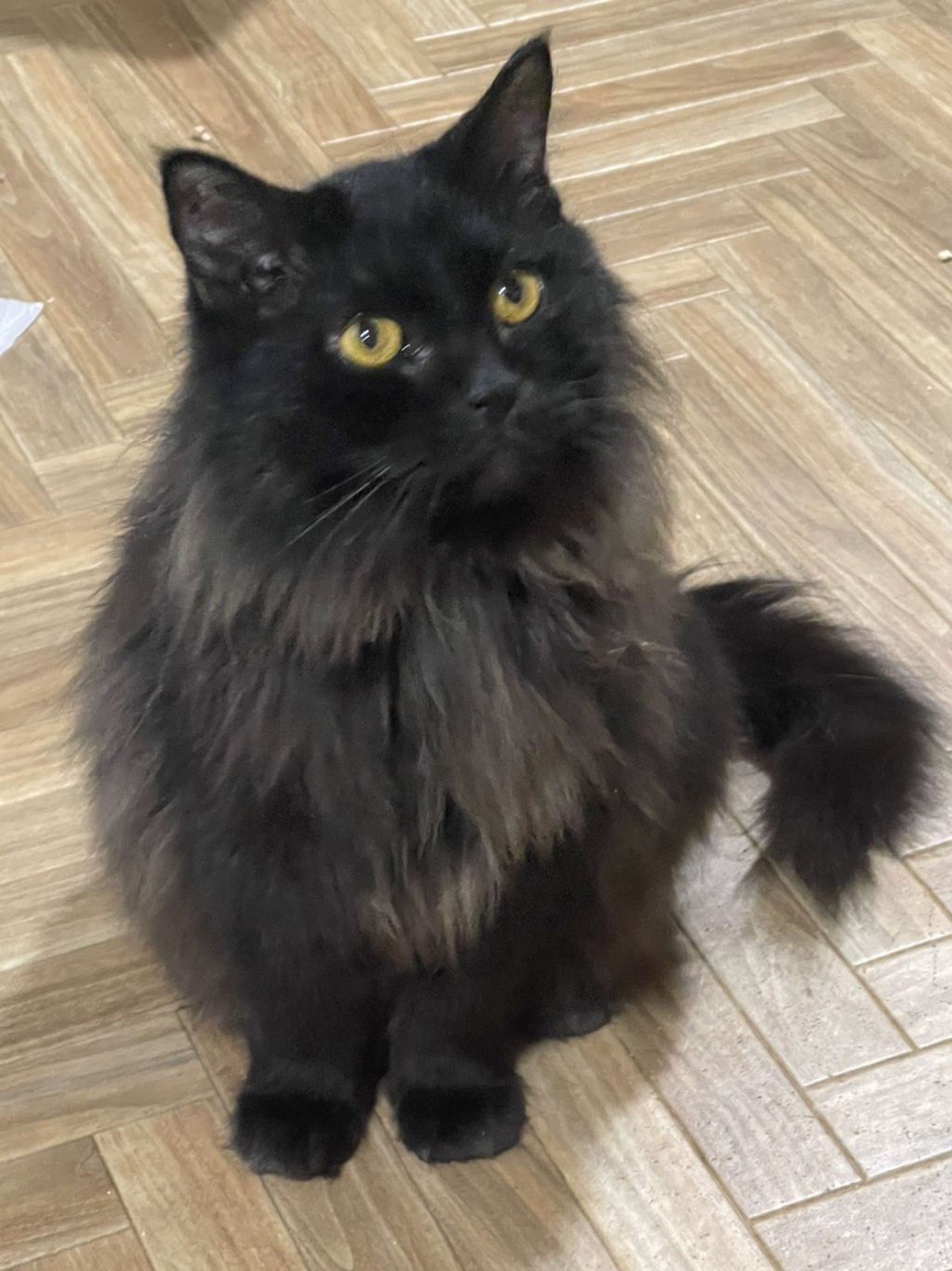 雑種（ミックス猫）・オスの里親募集の写真