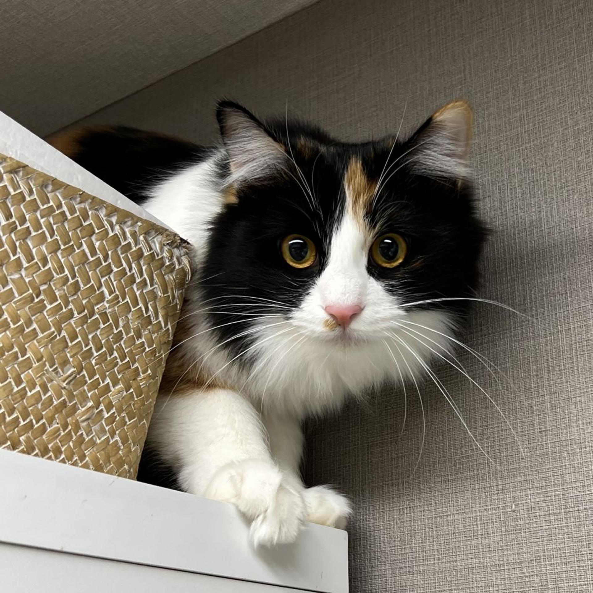 pet-image-6