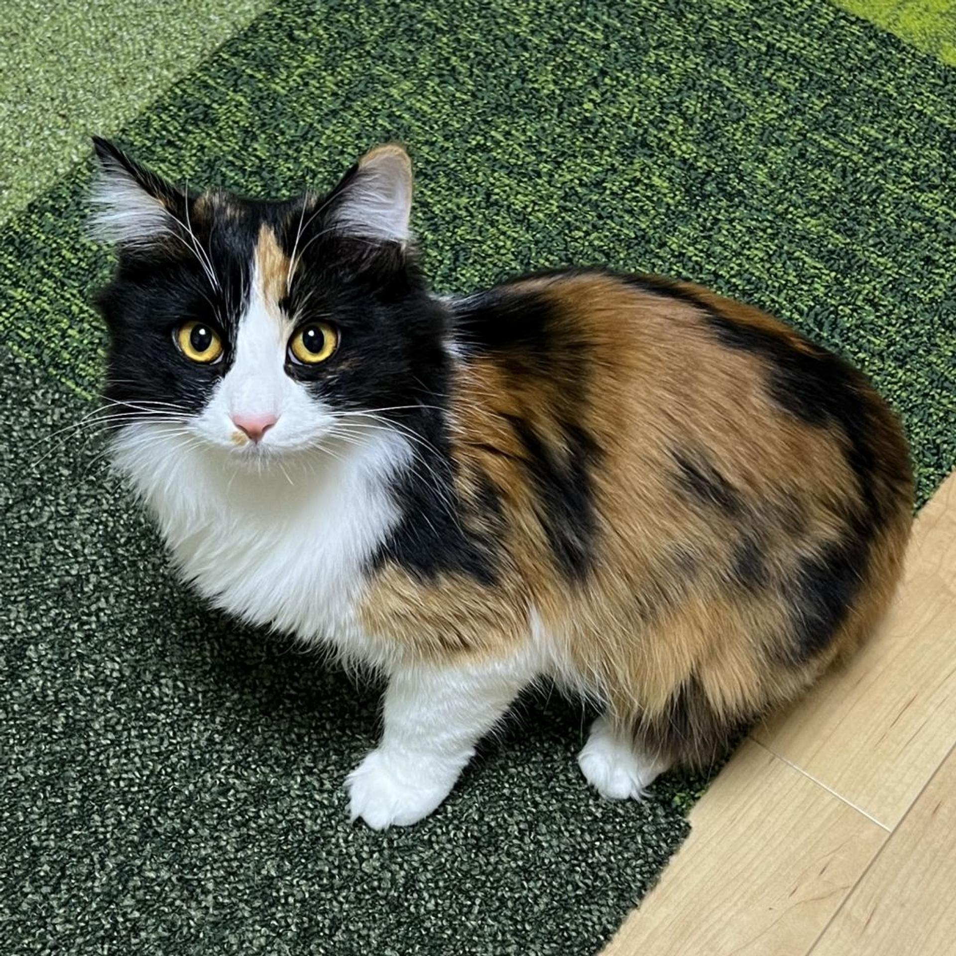 pet-image-2