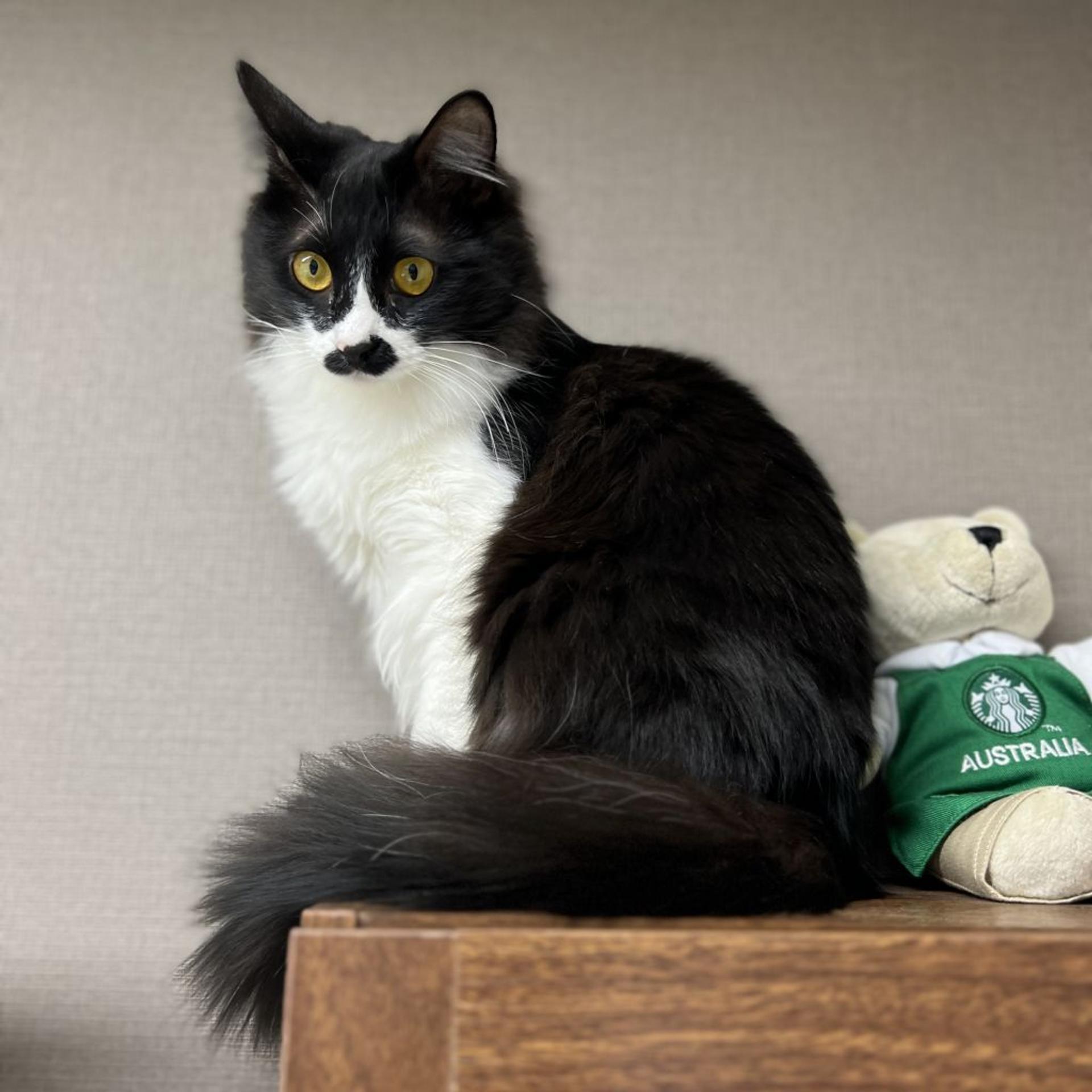 pet-image-7