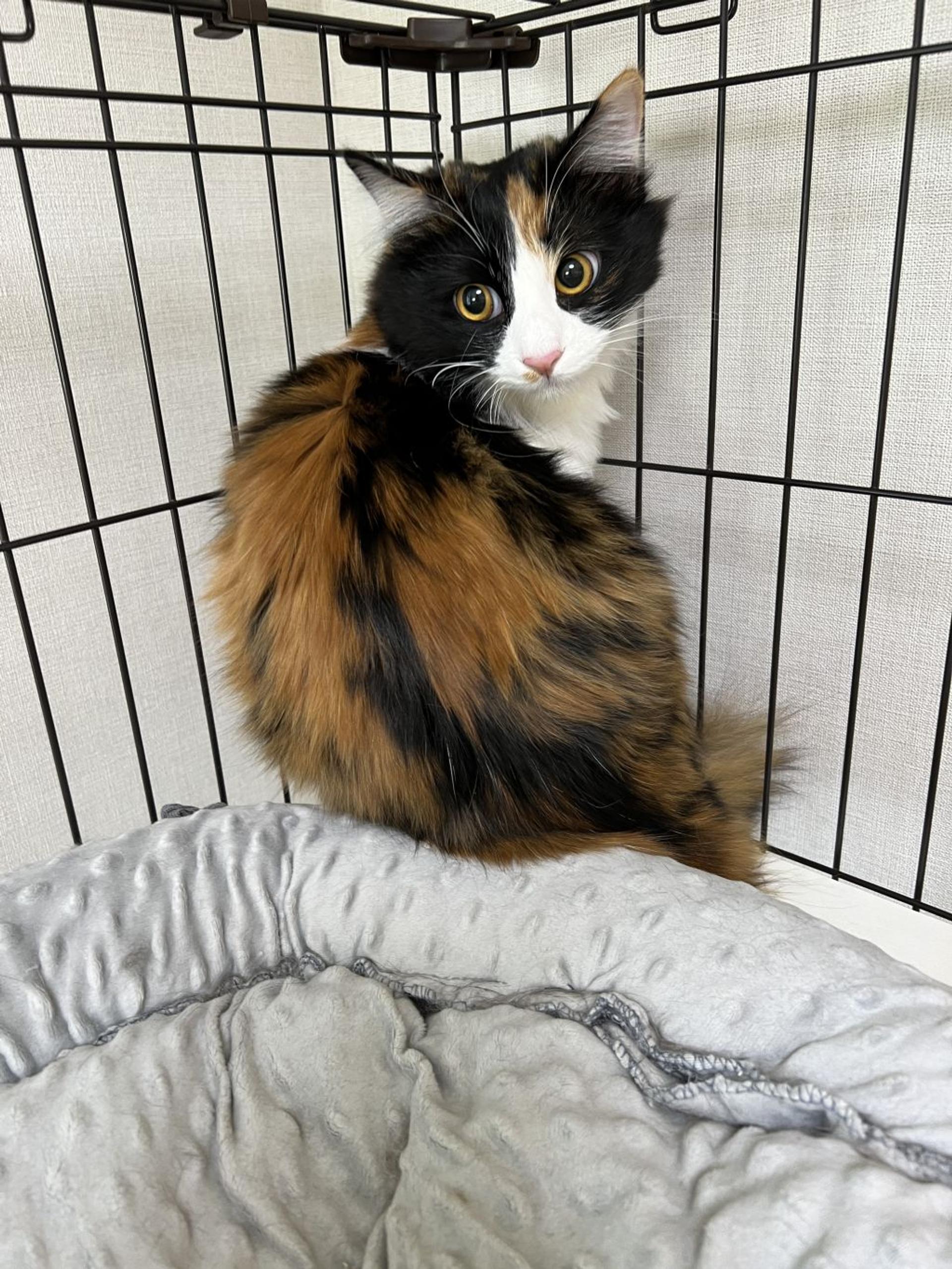 pet-image-8