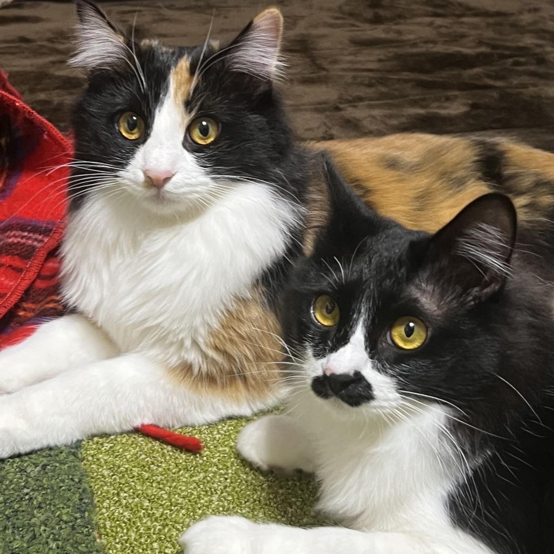 pet-image-9