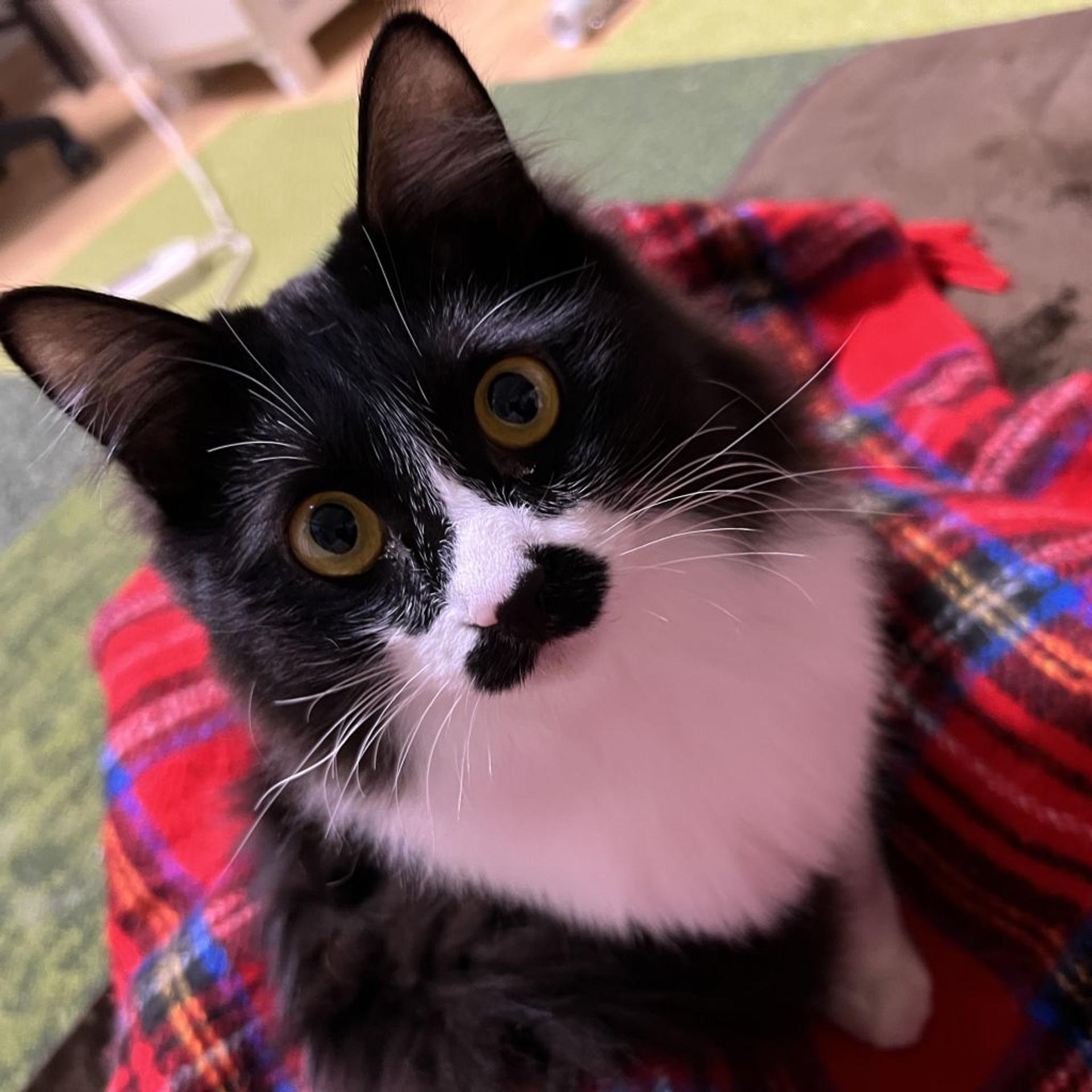 pet-image-3