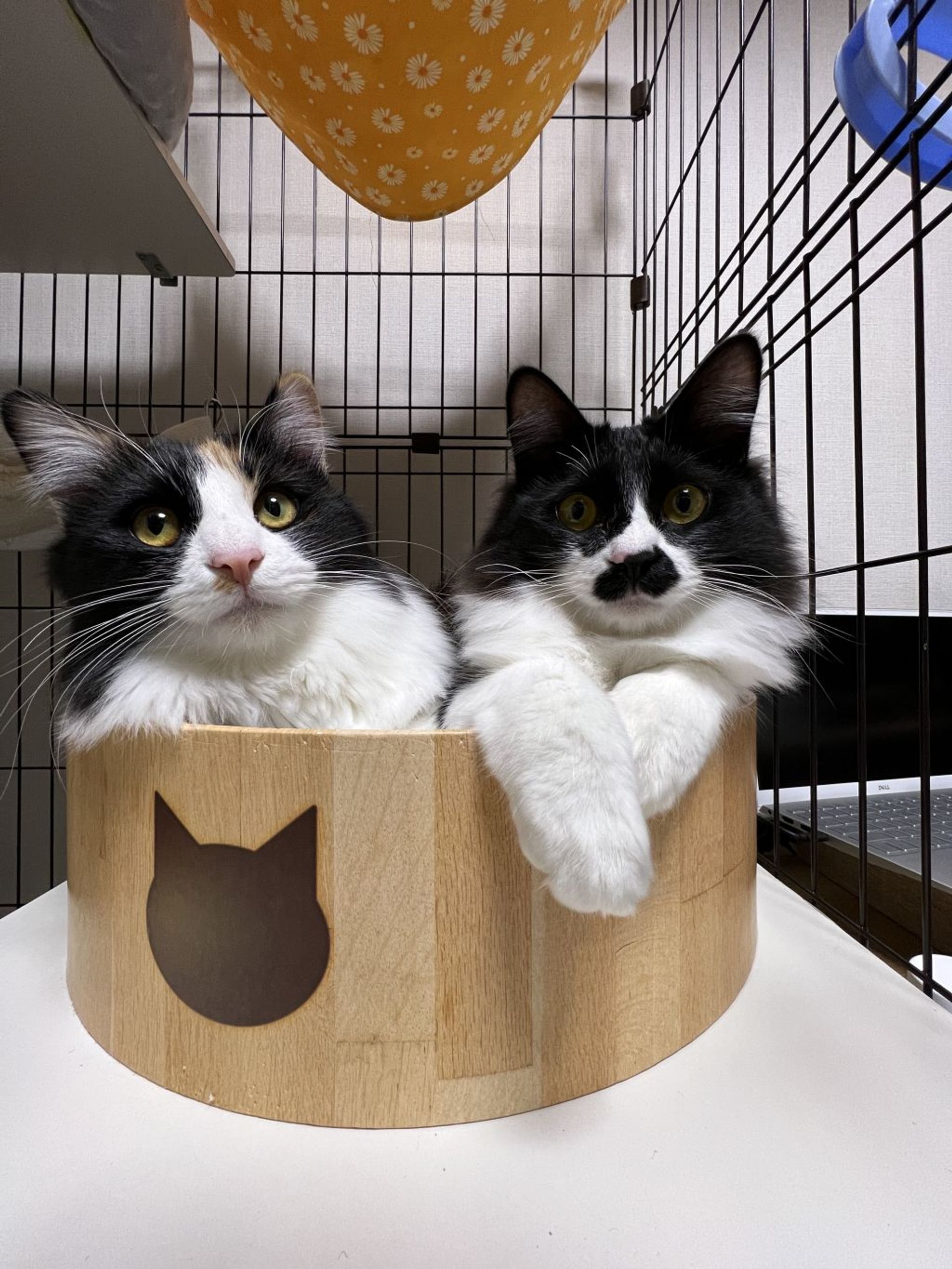 雑種（ミックス猫）・メスの里親募集の写真