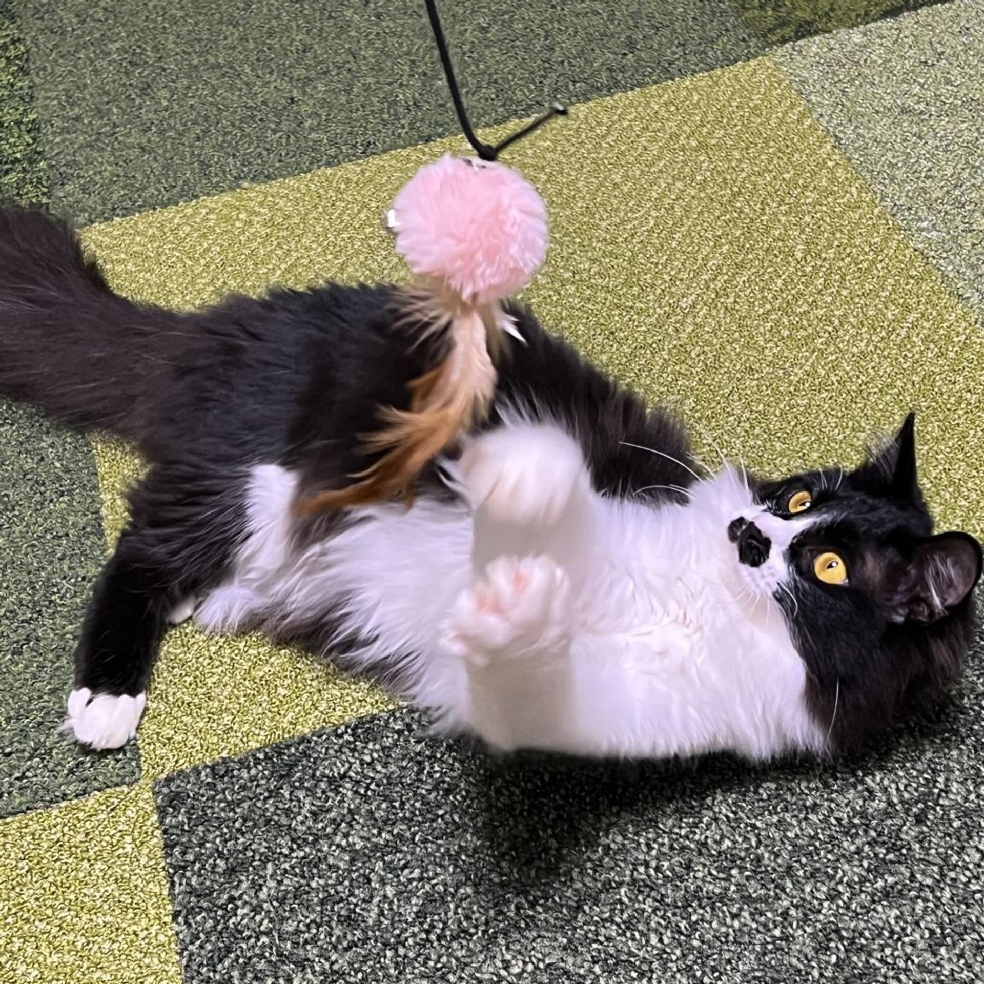 pet-image-4