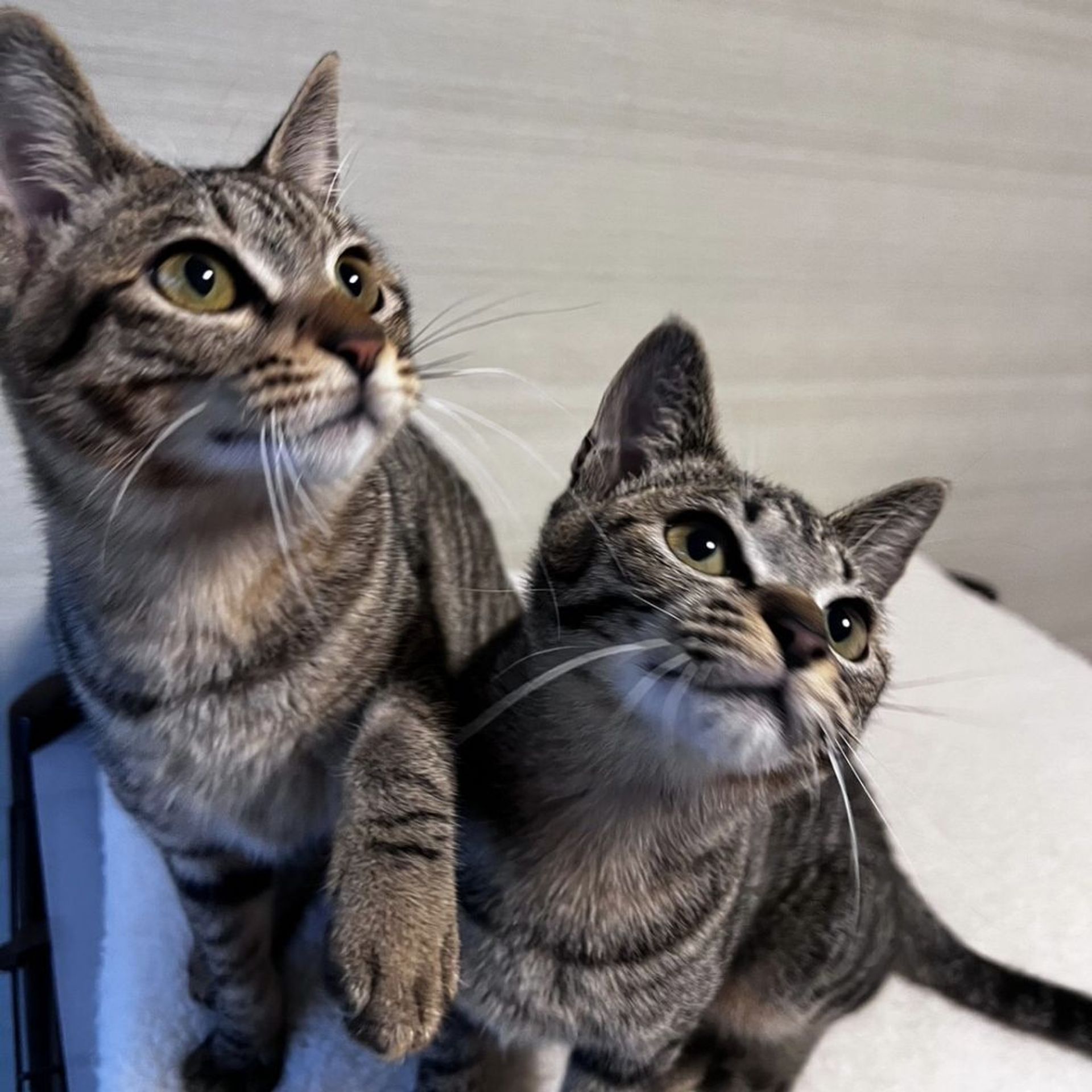 雑種（ミックス猫）・メスの里親募集の写真