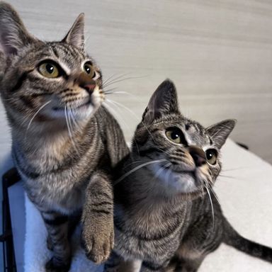 めろ＆もるの写真